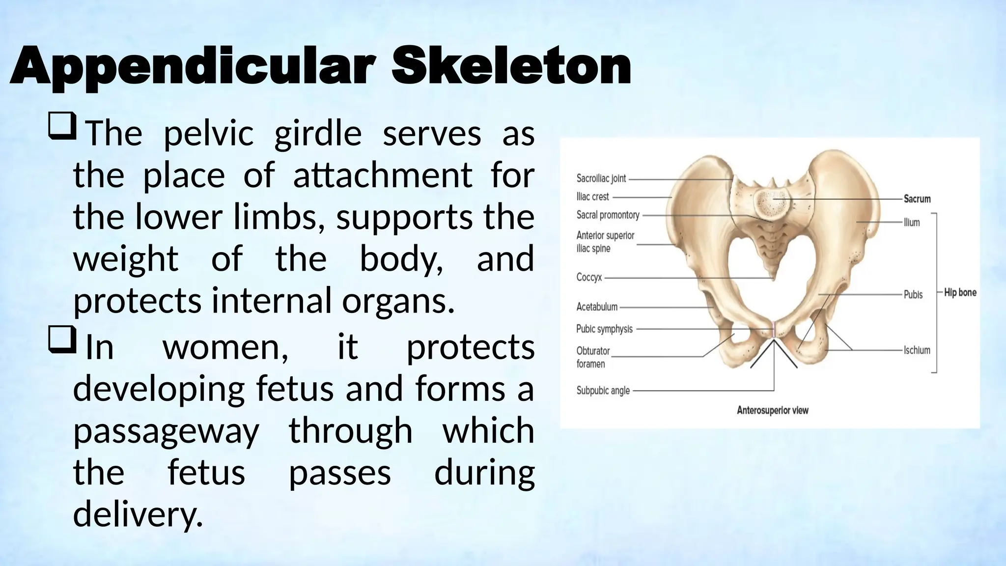 Appendicular Skeleton
The pelvic girdle serves as
the place of attachment for
the lower limbs, supports the
weight of the body, and
protects internal organs.
In women, it protects
developing fetus and forms a
passageway through which
the fetus passes during
delivery.
 
