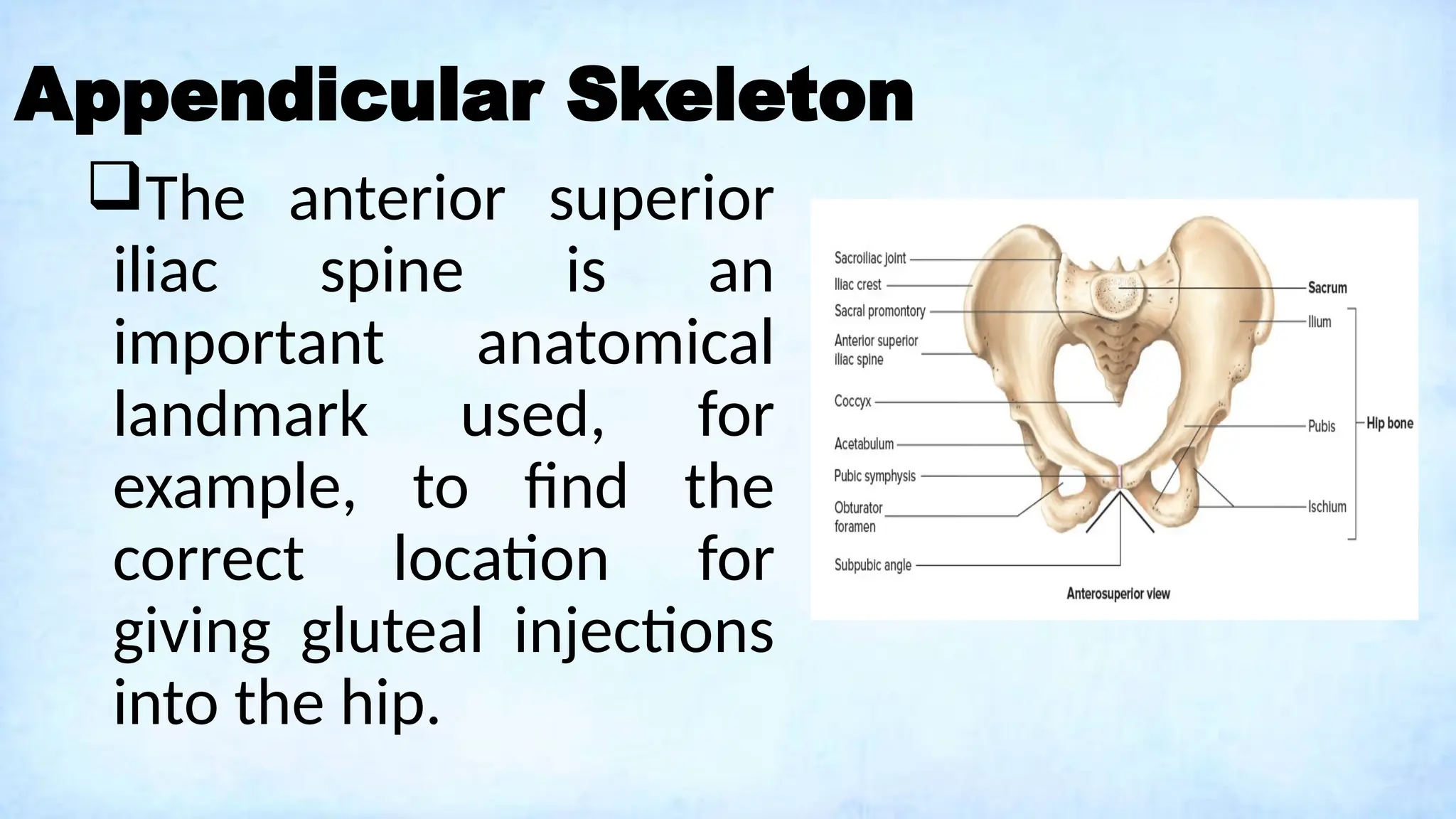 Appendicular Skeleton
The anterior superior
iliac spine is an
important anatomical
landmark used, for
example, to find the
correct location for
giving gluteal injections
into the hip.
 