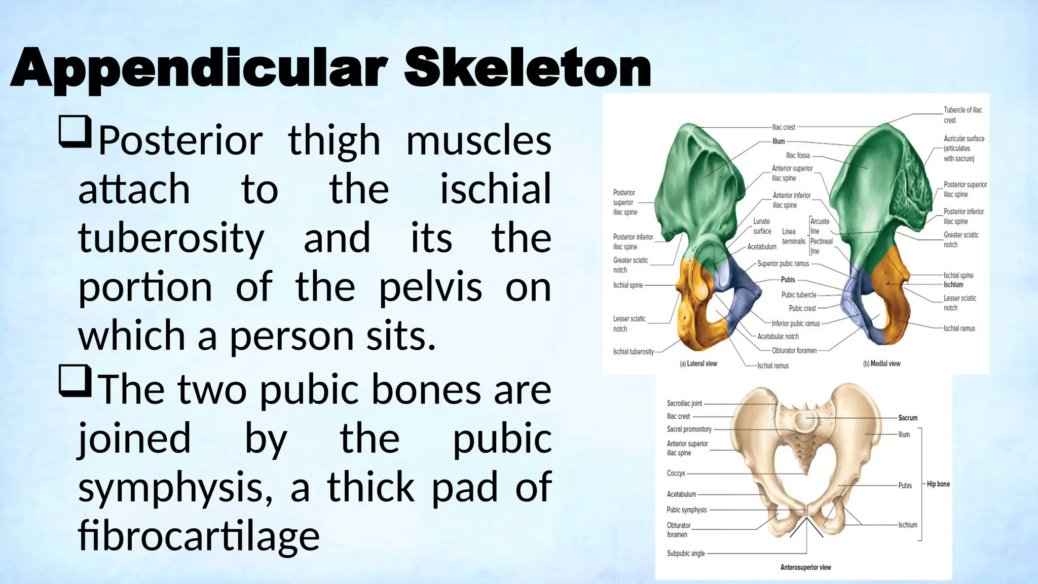Appendicular Skeleton
Posterior thigh muscles
attach to the ischial
tuberosity and its the
portion of the pelvis on
which a person sits.
The two pubic bones are
joined by the pubic
symphysis, a thick pad of
fibrocartilage
 