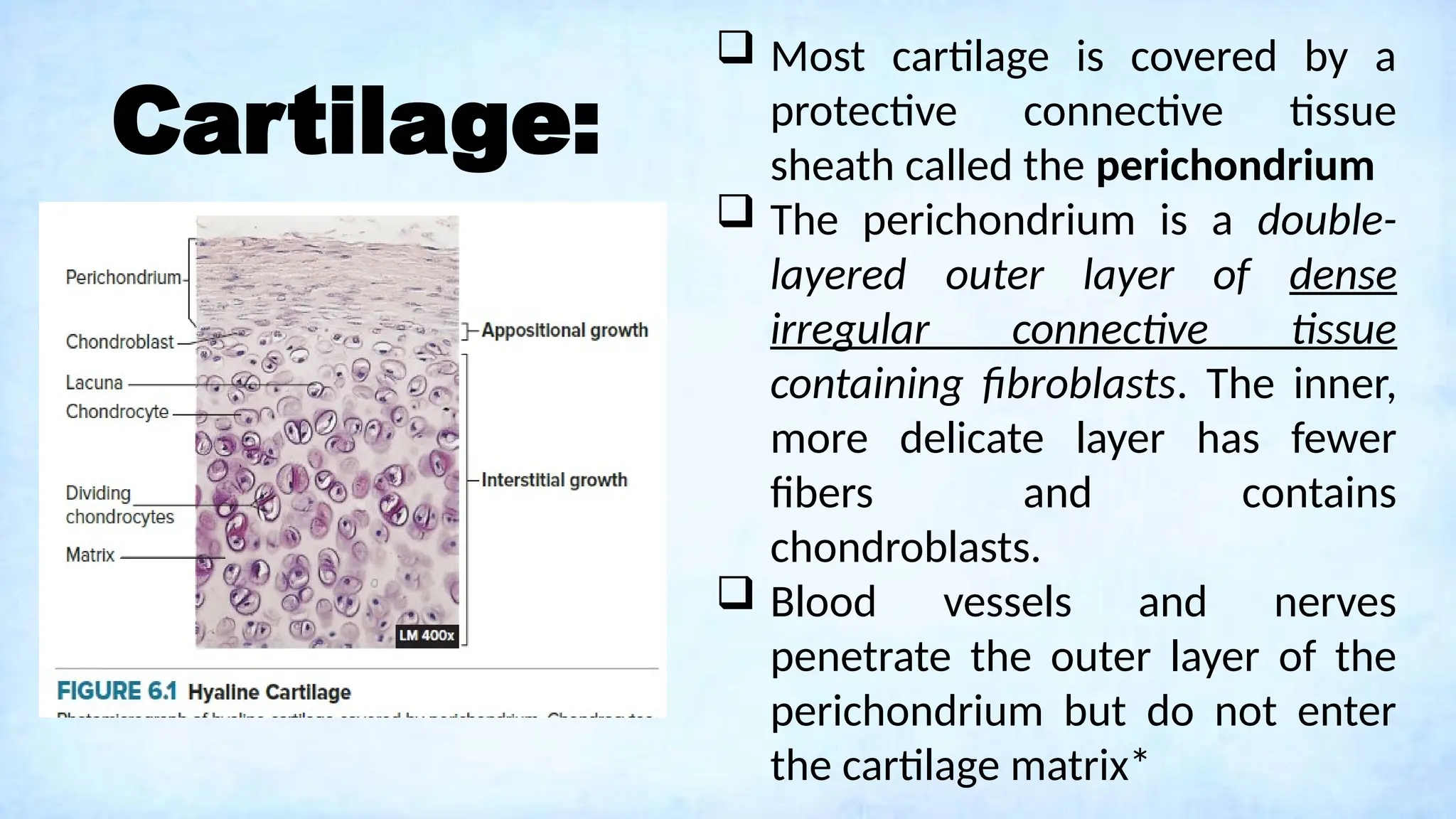 Cartilage:
 Most cartilage is covered by a
protective connective tissue
sheath called the perichondrium
 The perichondrium is a double-
layered outer layer of dense
irregular connective tissue
containing fibroblasts. The inner,
more delicate layer has fewer
fibers and contains
chondroblasts.
 Blood vessels and nerves
penetrate the outer layer of the
perichondrium but do not enter
the cartilage matrix*
 