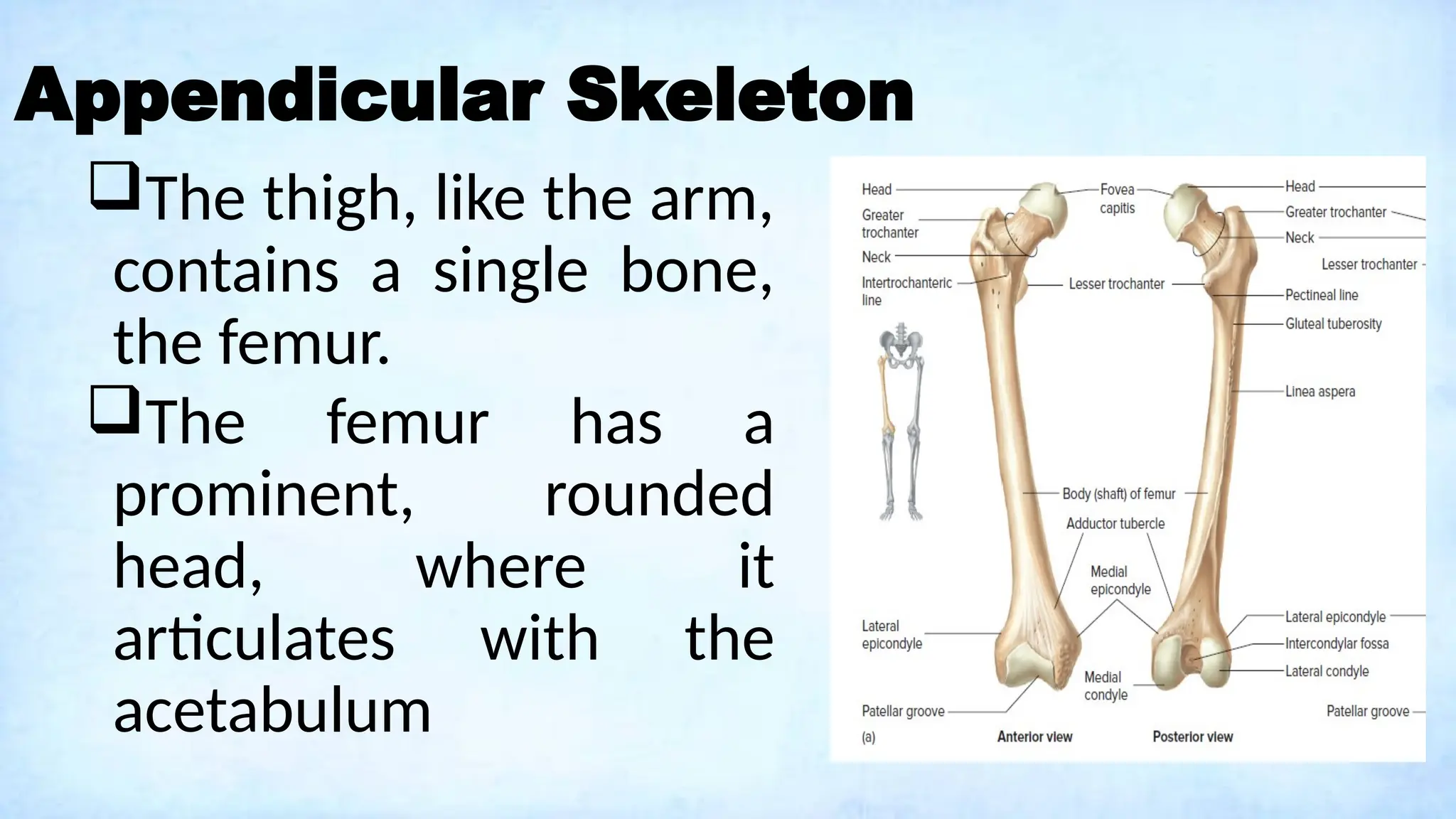 Appendicular Skeleton
The thigh, like the arm,
contains a single bone,
the femur.
The femur has a
prominent, rounded
head, where it
articulates with the
acetabulum
 