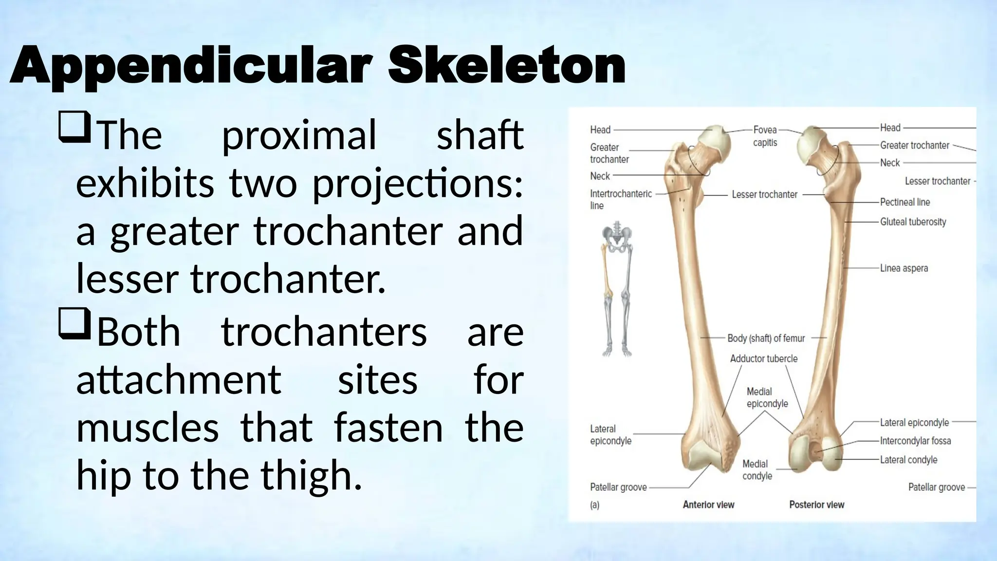 Appendicular Skeleton
The proximal shaft
exhibits two projections:
a greater trochanter and
lesser trochanter.
Both trochanters are
attachment sites for
muscles that fasten the
hip to the thigh.
 