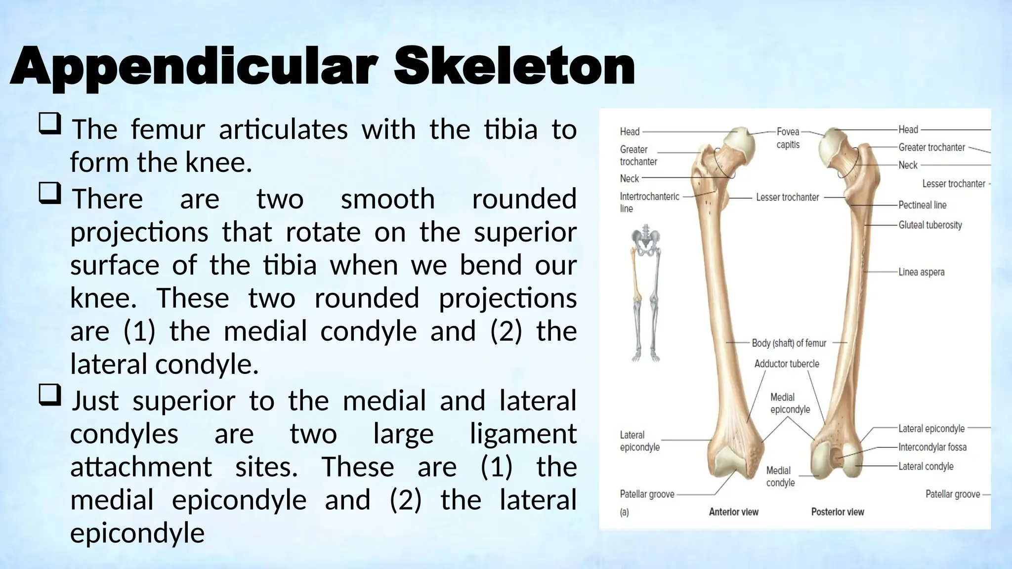 Appendicular Skeleton
 The femur articulates with the tibia to
form the knee.
 There are two smooth rounded
projections that rotate on the superior
surface of the tibia when we bend our
knee. These two rounded projections
are (1) the medial condyle and (2) the
lateral condyle.
 Just superior to the medial and lateral
condyles are two large ligament
attachment sites. These are (1) the
medial epicondyle and (2) the lateral
epicondyle
 