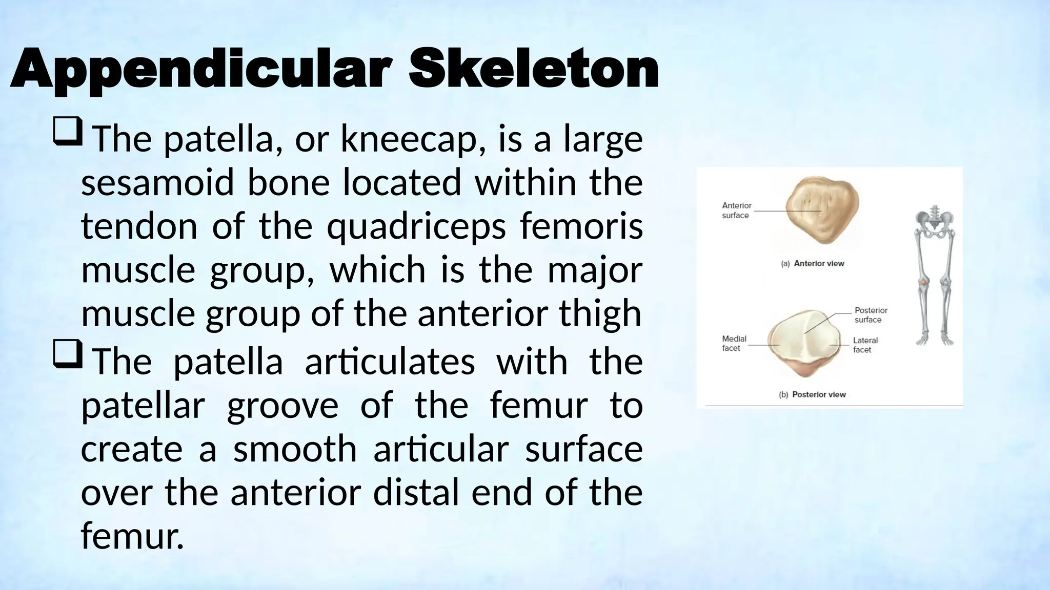 Appendicular Skeleton
The patella, or kneecap, is a large
sesamoid bone located within the
tendon of the quadriceps femoris
muscle group, which is the major
muscle group of the anterior thigh
The patella articulates with the
patellar groove of the femur to
create a smooth articular surface
over the anterior distal end of the
femur.
 