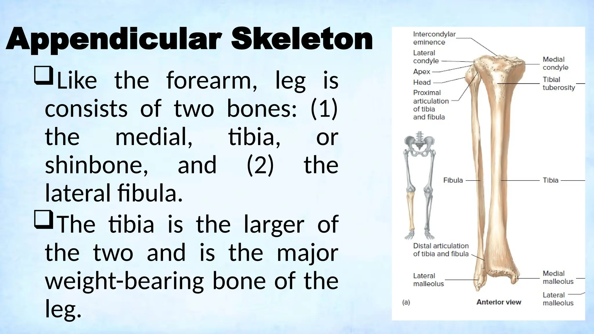 Appendicular Skeleton
Like the forearm, leg is
consists of two bones: (1)
the medial, tibia, or
shinbone, and (2) the
lateral fibula.
The tibia is the larger of
the two and is the major
weight-bearing bone of the
leg.
 