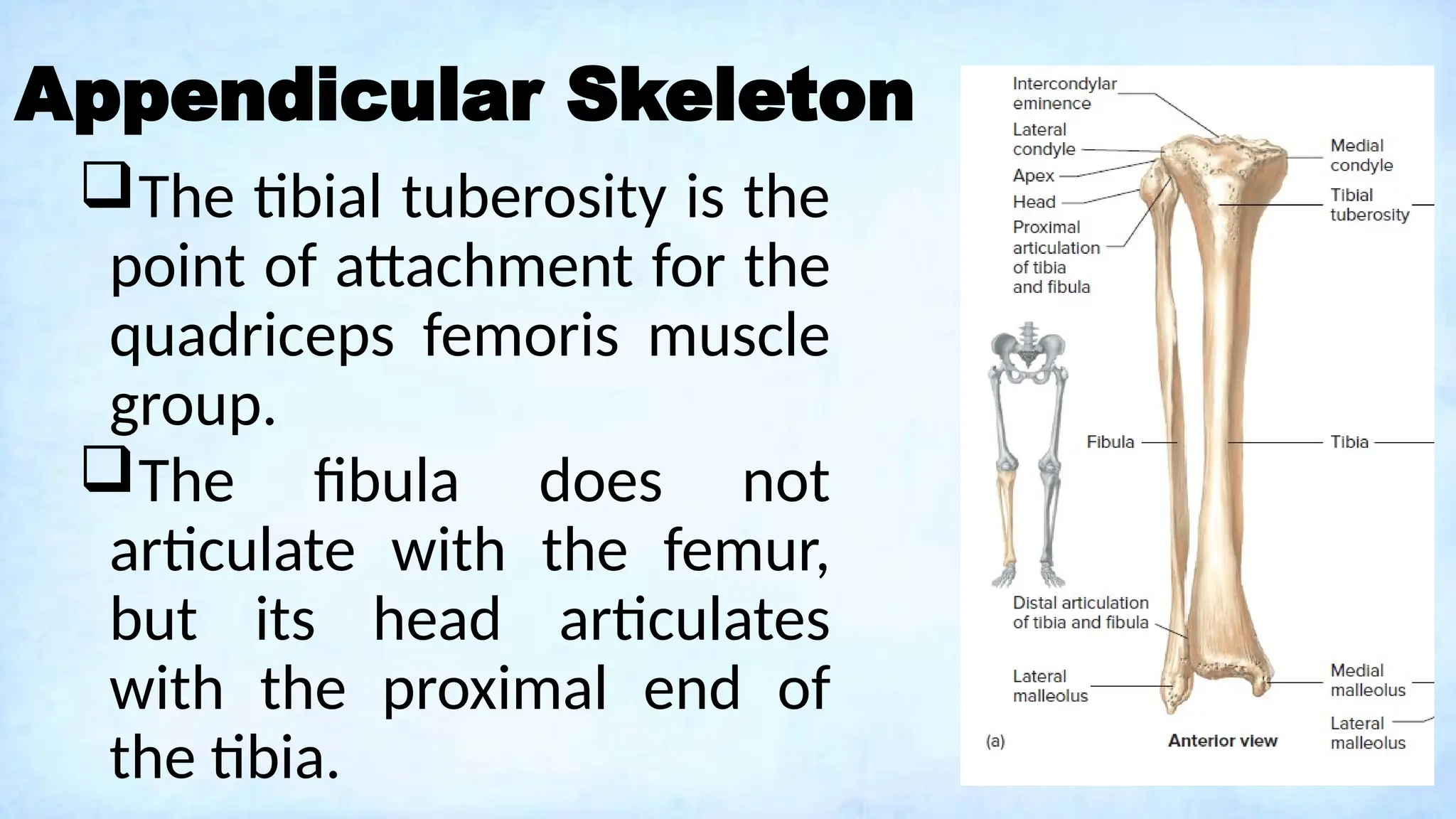 Appendicular Skeleton
The tibial tuberosity is the
point of attachment for the
quadriceps femoris muscle
group.
The fibula does not
articulate with the femur,
but its head articulates
with the proximal end of
the tibia.
 
