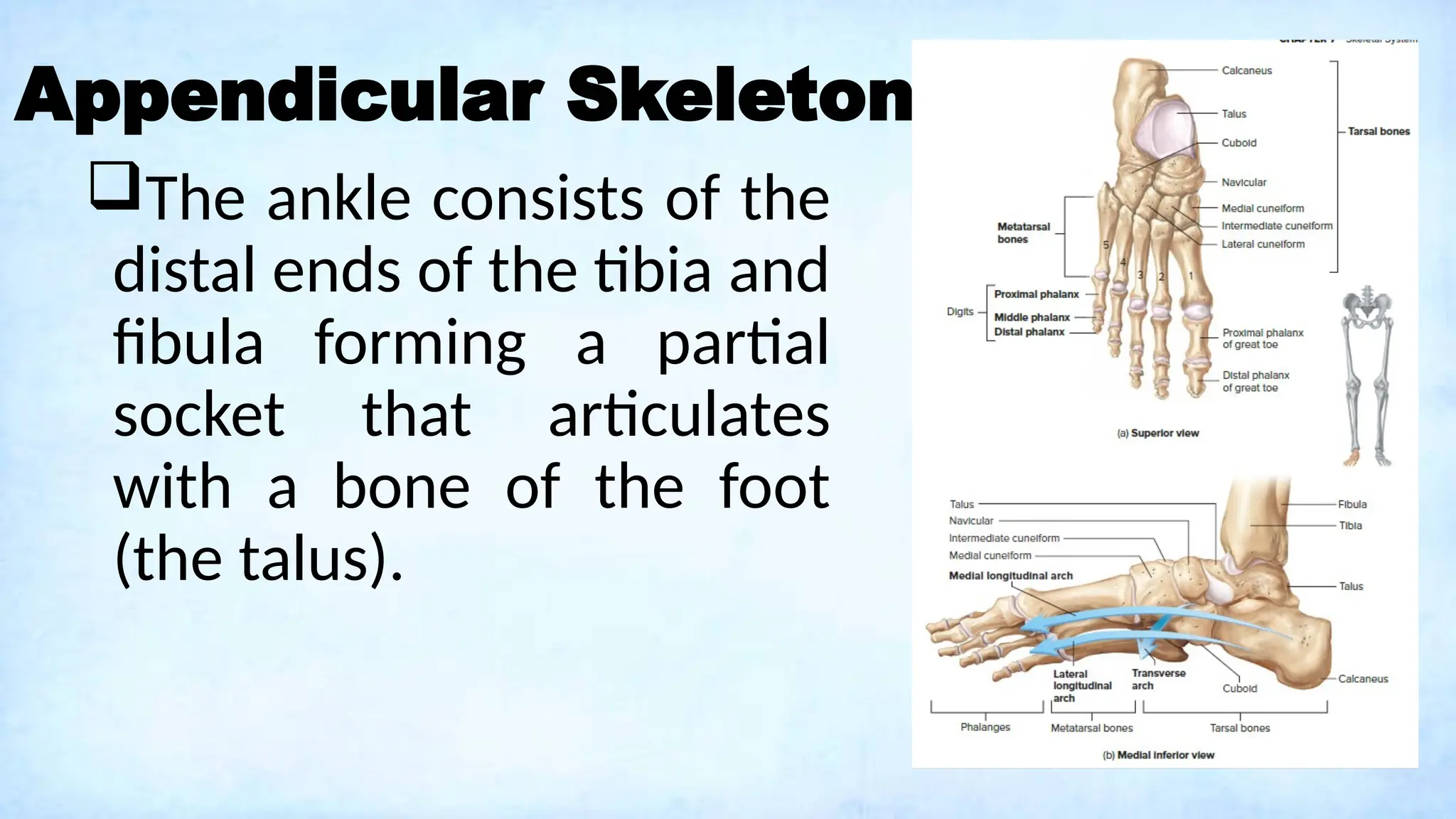Appendicular Skeleton
The ankle consists of the
distal ends of the tibia and
fibula forming a partial
socket that articulates
with a bone of the foot
(the talus).
 