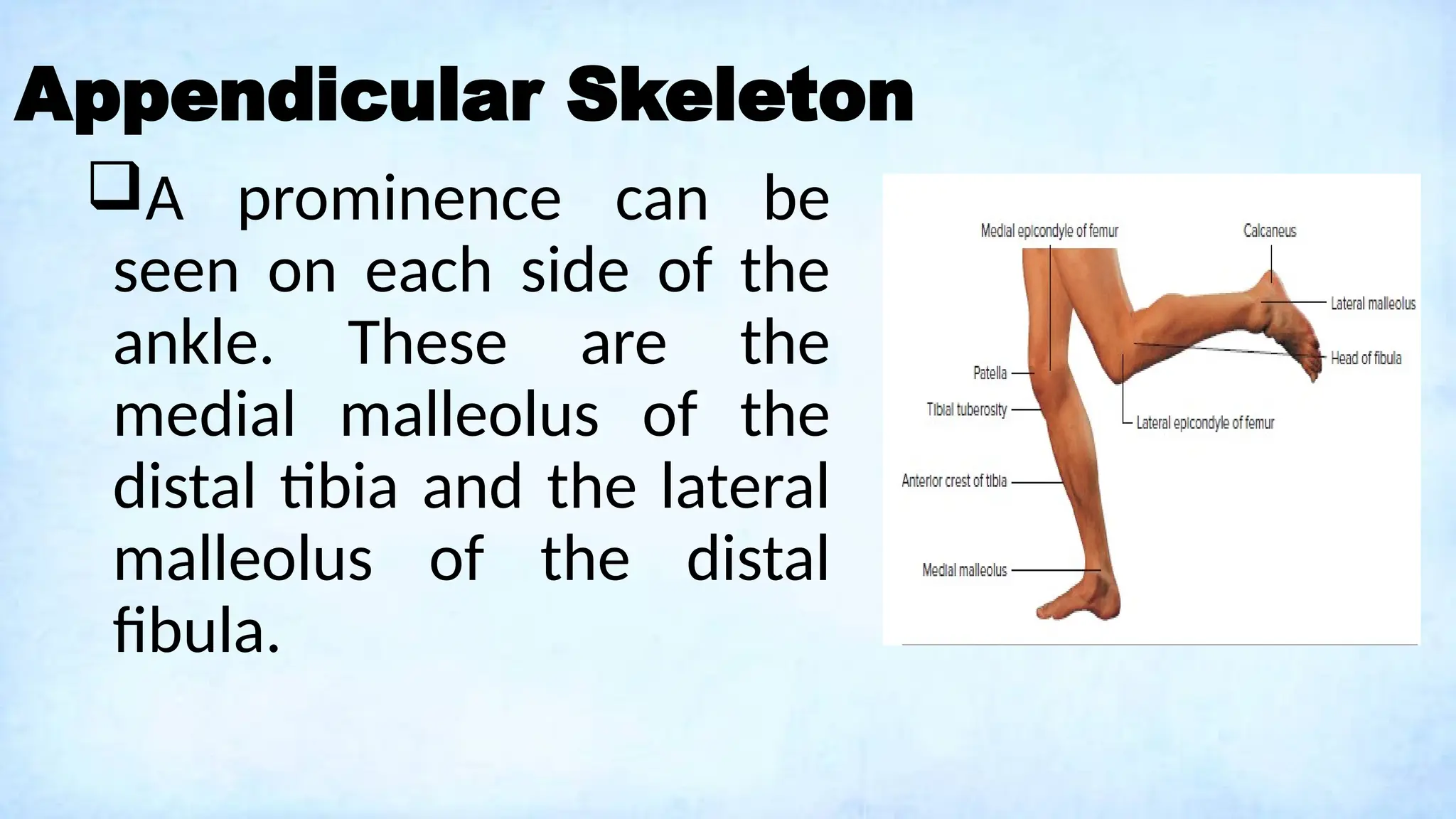 Appendicular Skeleton
A prominence can be
seen on each side of the
ankle. These are the
medial malleolus of the
distal tibia and the lateral
malleolus of the distal
fibula.
 