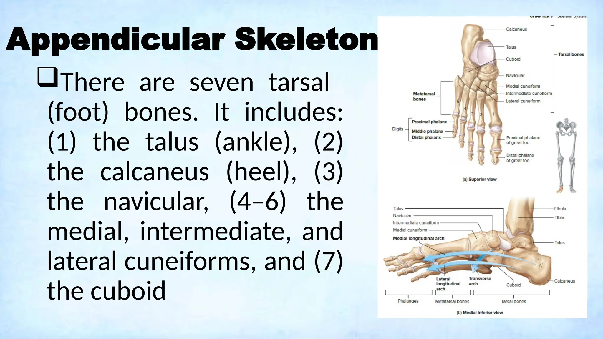 Appendicular Skeleton
There are seven tarsal
(foot) bones. It includes:
(1) the talus (ankle), (2)
the calcaneus (heel), (3)
the navicular, (4–6) the
medial, intermediate, and
lateral cuneiforms, and (7)
the cuboid
 