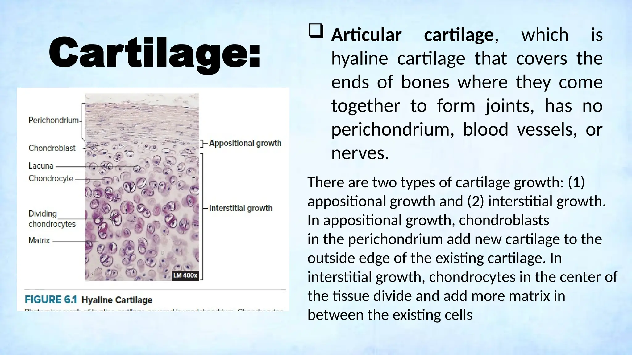 Cartilage:
 Articular cartilage, which is
hyaline cartilage that covers the
ends of bones where they come
together to form joints, has no
perichondrium, blood vessels, or
nerves.
There are two types of cartilage growth: (1)
appositional growth and (2) interstitial growth.
In appositional growth, chondroblasts
in the perichondrium add new cartilage to the
outside edge of the existing cartilage. In
interstitial growth, chondrocytes in the center of
the tissue divide and add more matrix in
between the existing cells
 