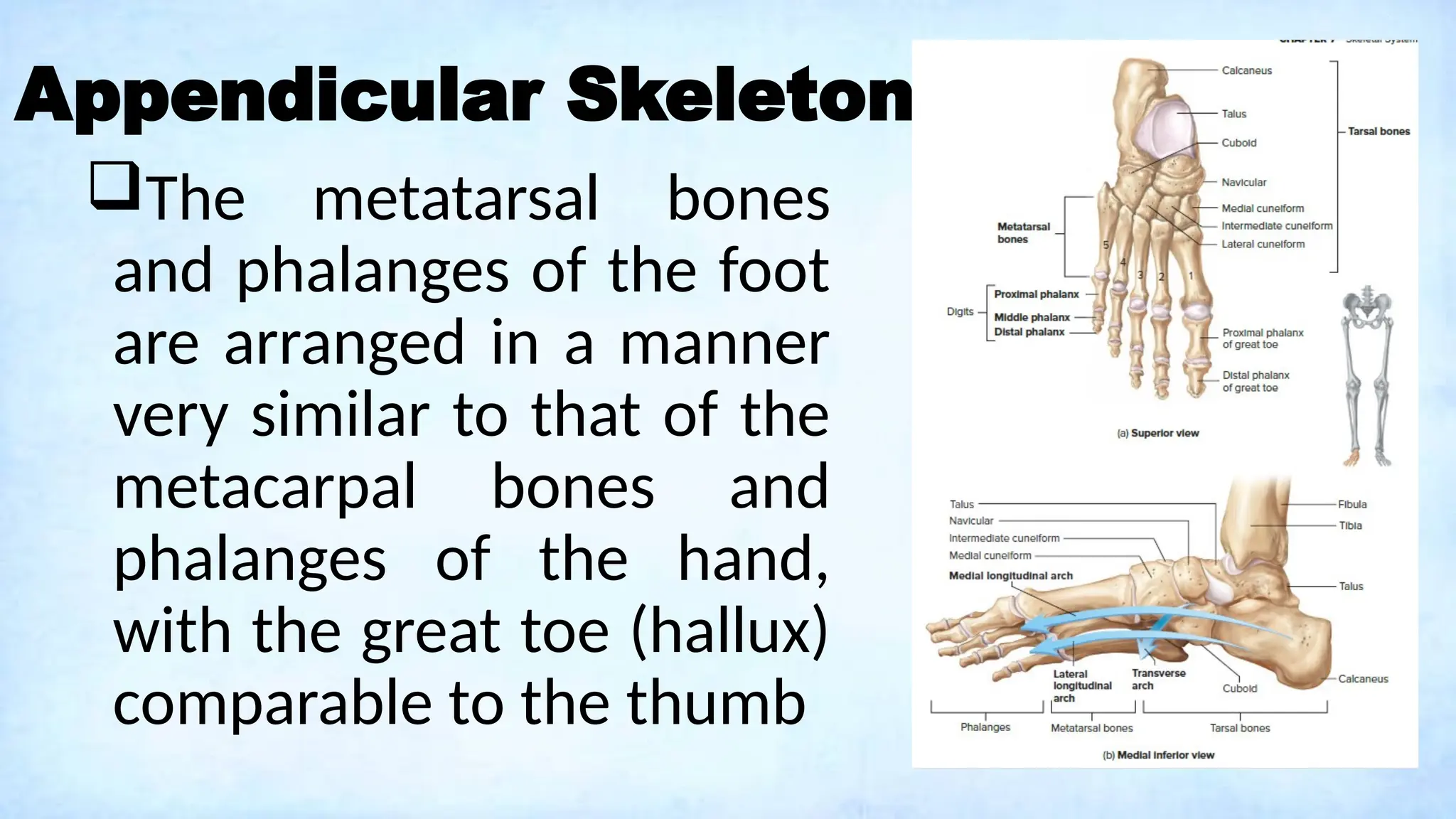 Appendicular Skeleton
The metatarsal bones
and phalanges of the foot
are arranged in a manner
very similar to that of the
metacarpal bones and
phalanges of the hand,
with the great toe (hallux)
comparable to the thumb
 
