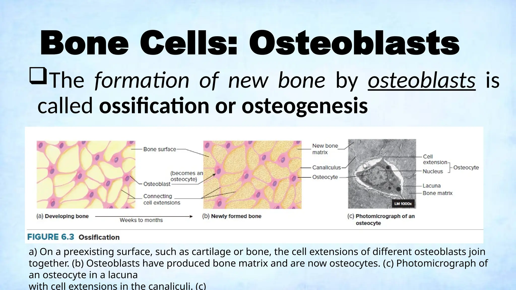Bone Cells: Osteoblasts
The formation of new bone by osteoblasts is
called ossification or osteogenesis
a) On a preexisting surface, such as cartilage or bone, the cell extensions of different osteoblasts join
together. (b) Osteoblasts have produced bone matrix and are now osteocytes. (c) Photomicrograph of
an osteocyte in a lacuna
with cell extensions in the canaliculi. (c)
 