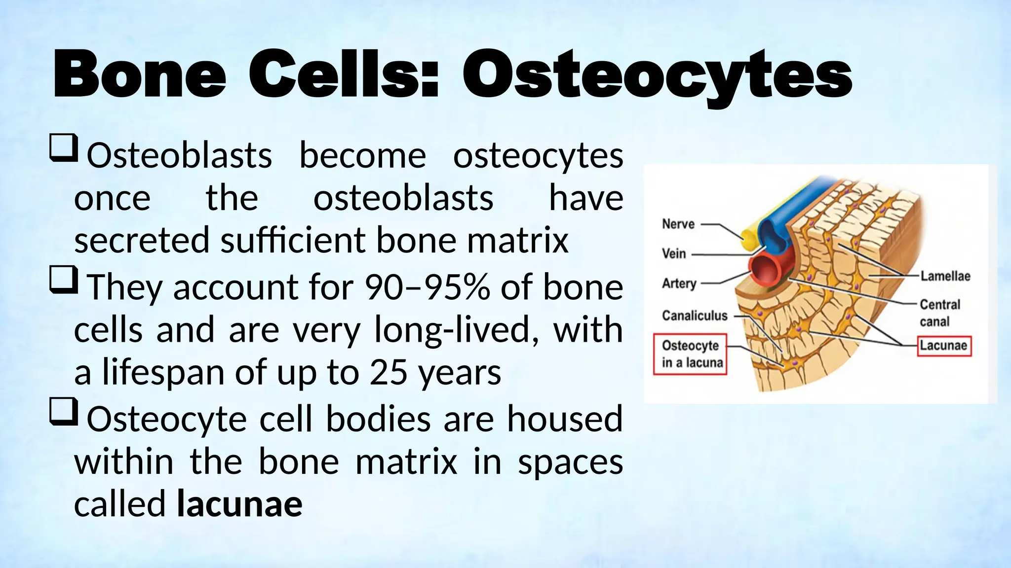 Bone Cells: Osteocytes
Osteoblasts become osteocytes
once the osteoblasts have
secreted sufficient bone matrix
They account for 90–95% of bone
cells and are very long-lived, with
a lifespan of up to 25 years
Osteocyte cell bodies are housed
within the bone matrix in spaces
called lacunae
 