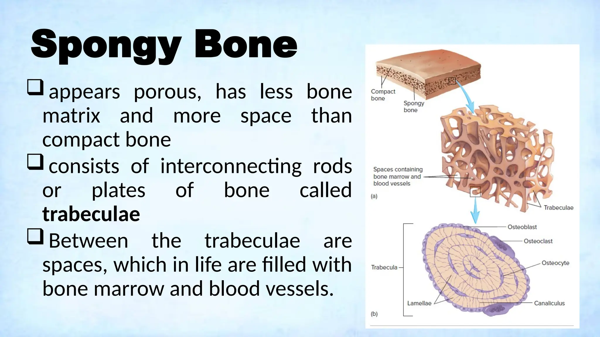 Spongy Bone
appears porous, has less bone
matrix and more space than
compact bone
consists of interconnecting rods
or plates of bone called
trabeculae
Between the trabeculae are
spaces, which in life are filled with
bone marrow and blood vessels.
 