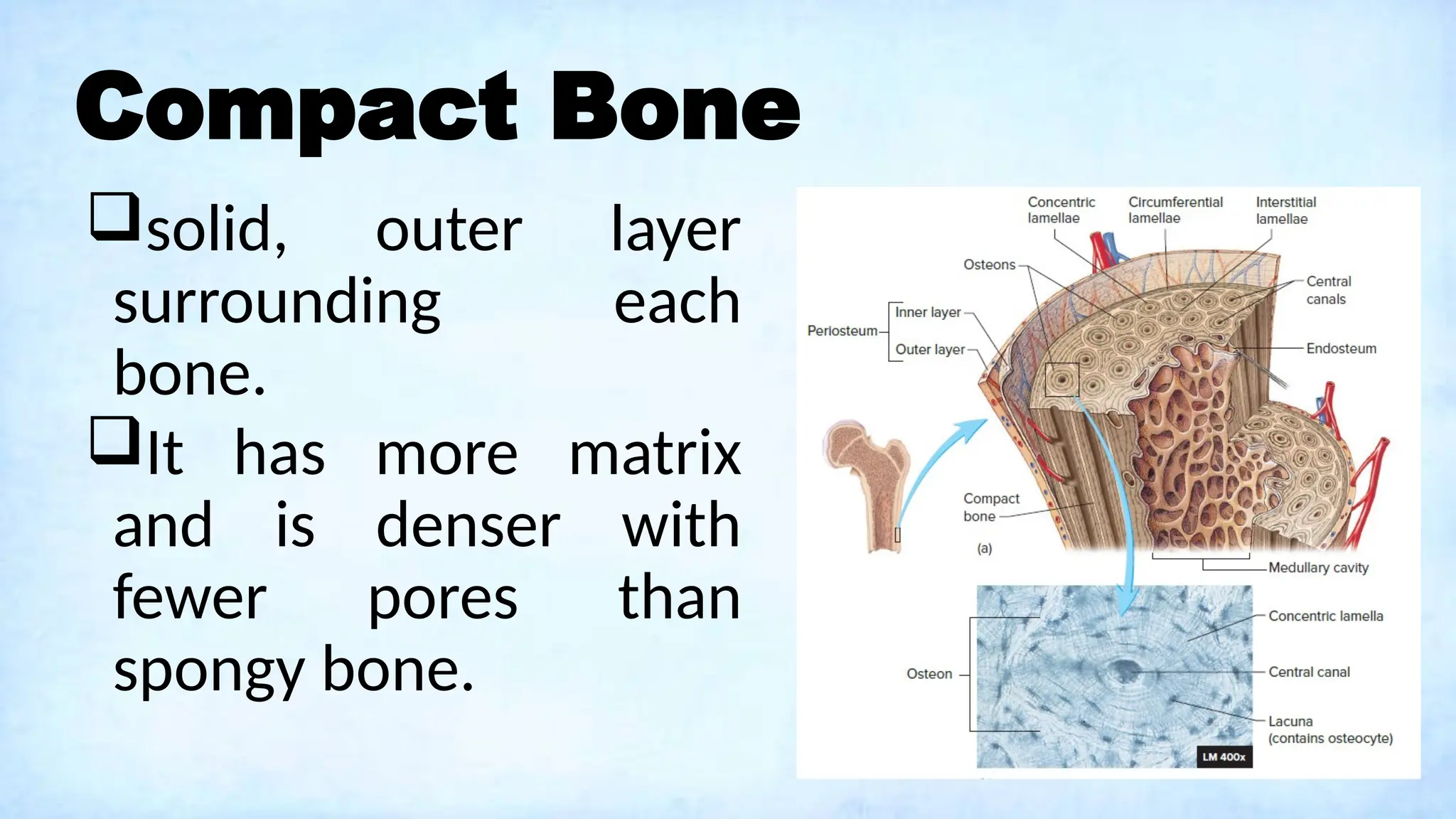 Compact Bone
solid, outer layer
surrounding each
bone.
It has more matrix
and is denser with
fewer pores than
spongy bone.
 