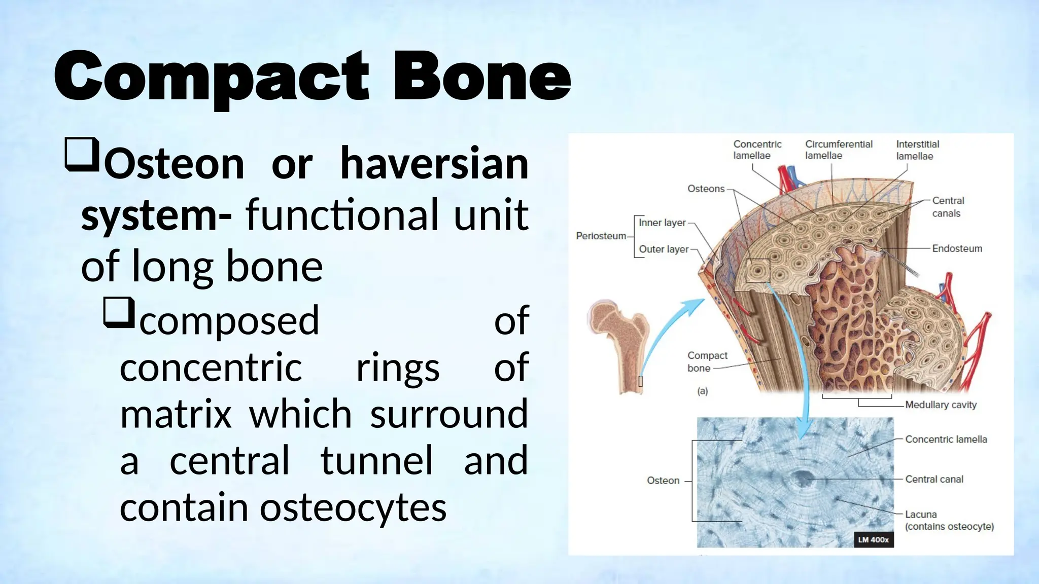Compact Bone
Osteon or haversian
system- functional unit
of long bone
composed of
concentric rings of
matrix which surround
a central tunnel and
contain osteocytes
 