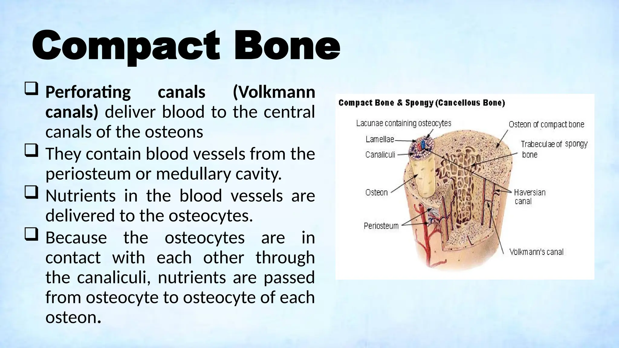 Compact Bone
 Perforating canals (Volkmann
canals) deliver blood to the central
canals of the osteons
 They contain blood vessels from the
periosteum or medullary cavity.
 Nutrients in the blood vessels are
delivered to the osteocytes.
 Because the osteocytes are in
contact with each other through
the canaliculi, nutrients are passed
from osteocyte to osteocyte of each
osteon.
 