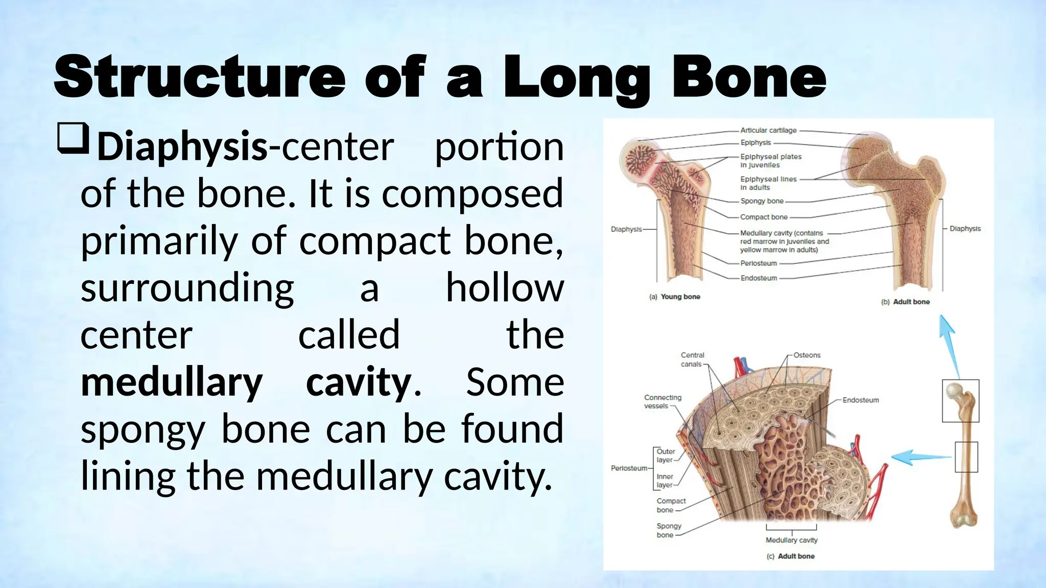 Structure of a Long Bone
Diaphysis-center portion
of the bone. It is composed
primarily of compact bone,
surrounding a hollow
center called the
medullary cavity. Some
spongy bone can be found
lining the medullary cavity.
 