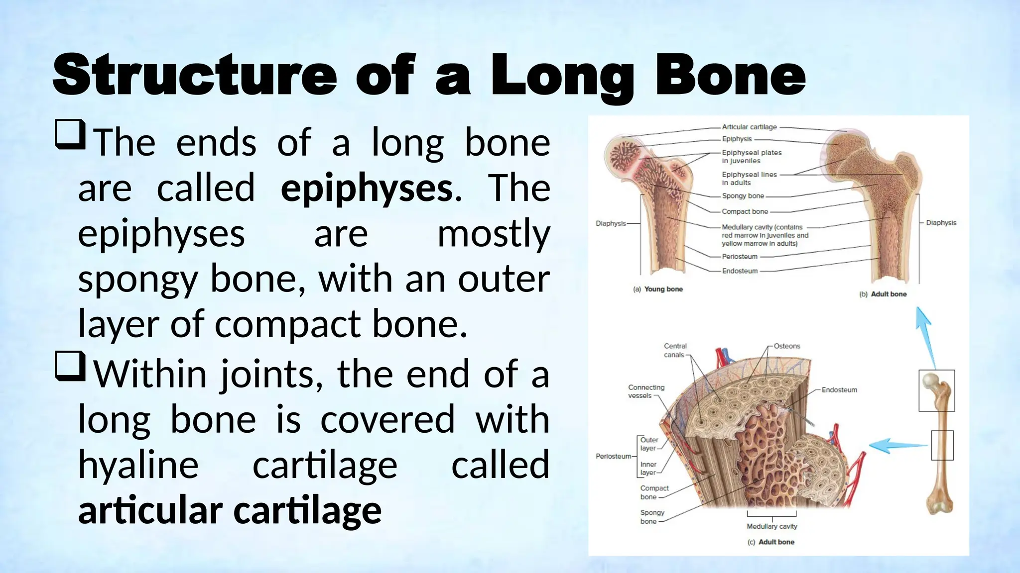 Structure of a Long Bone
The ends of a long bone
are called epiphyses. The
epiphyses are mostly
spongy bone, with an outer
layer of compact bone.
Within joints, the end of a
long bone is covered with
hyaline cartilage called
articular cartilage
 