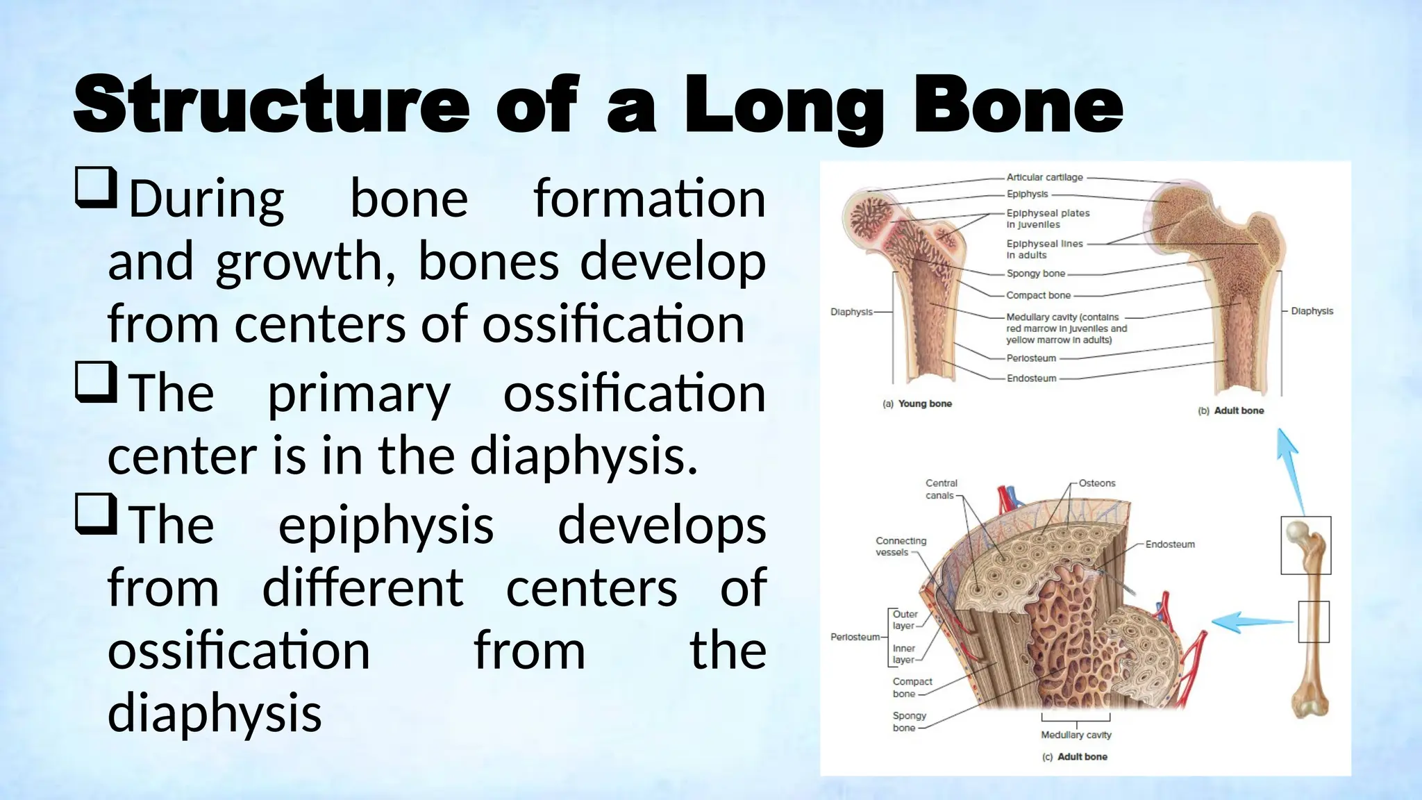 Structure of a Long Bone
During bone formation
and growth, bones develop
from centers of ossification
The primary ossification
center is in the diaphysis.
The epiphysis develops
from different centers of
ossification from the
diaphysis
 