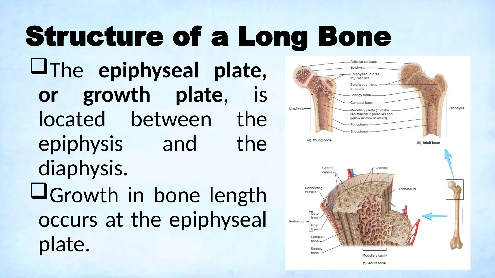 Structure of a Long Bone
The epiphyseal plate,
or growth plate, is
located between the
epiphysis and the
diaphysis.
Growth in bone length
occurs at the epiphyseal
plate.
 