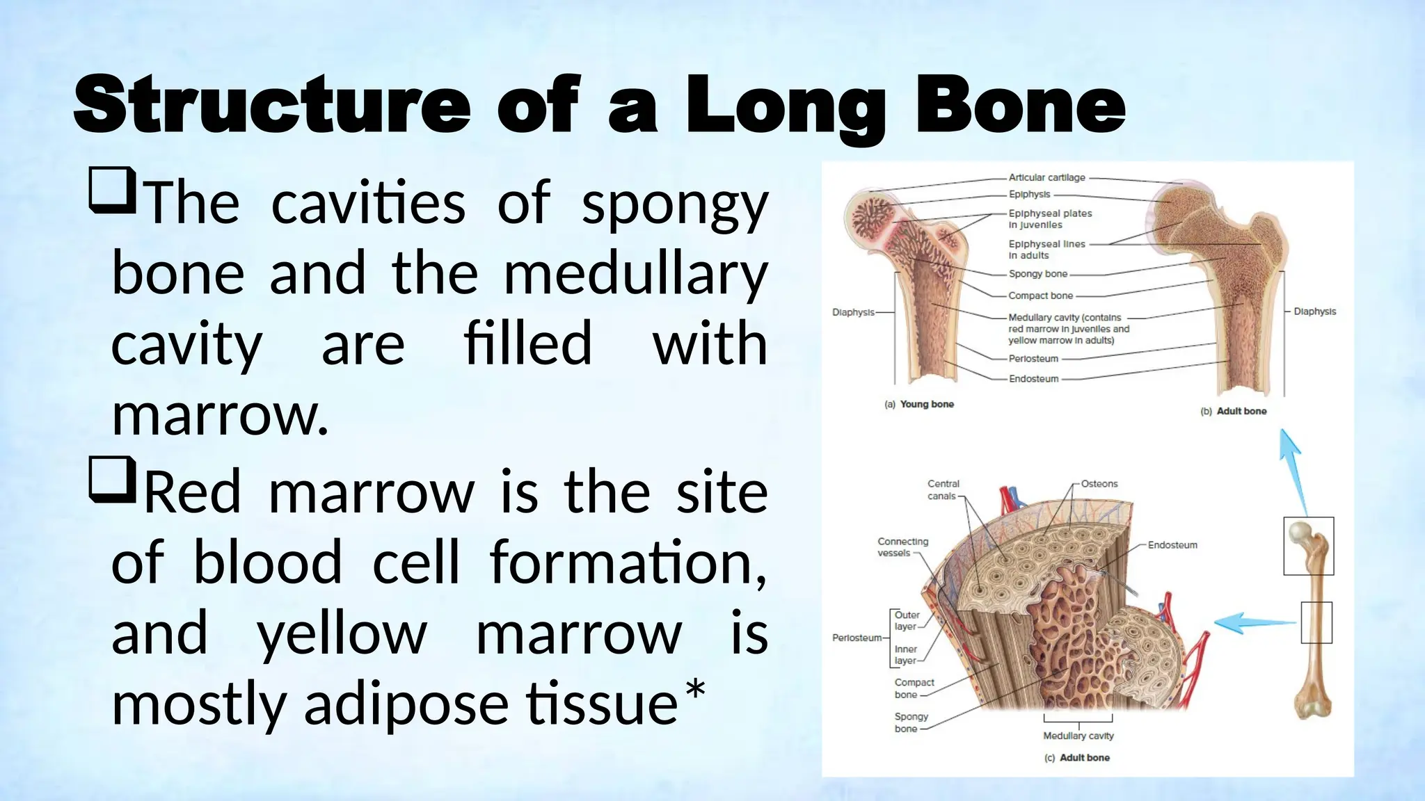 Structure of a Long Bone
The cavities of spongy
bone and the medullary
cavity are filled with
marrow.
Red marrow is the site
of blood cell formation,
and yellow marrow is
mostly adipose tissue*
 
