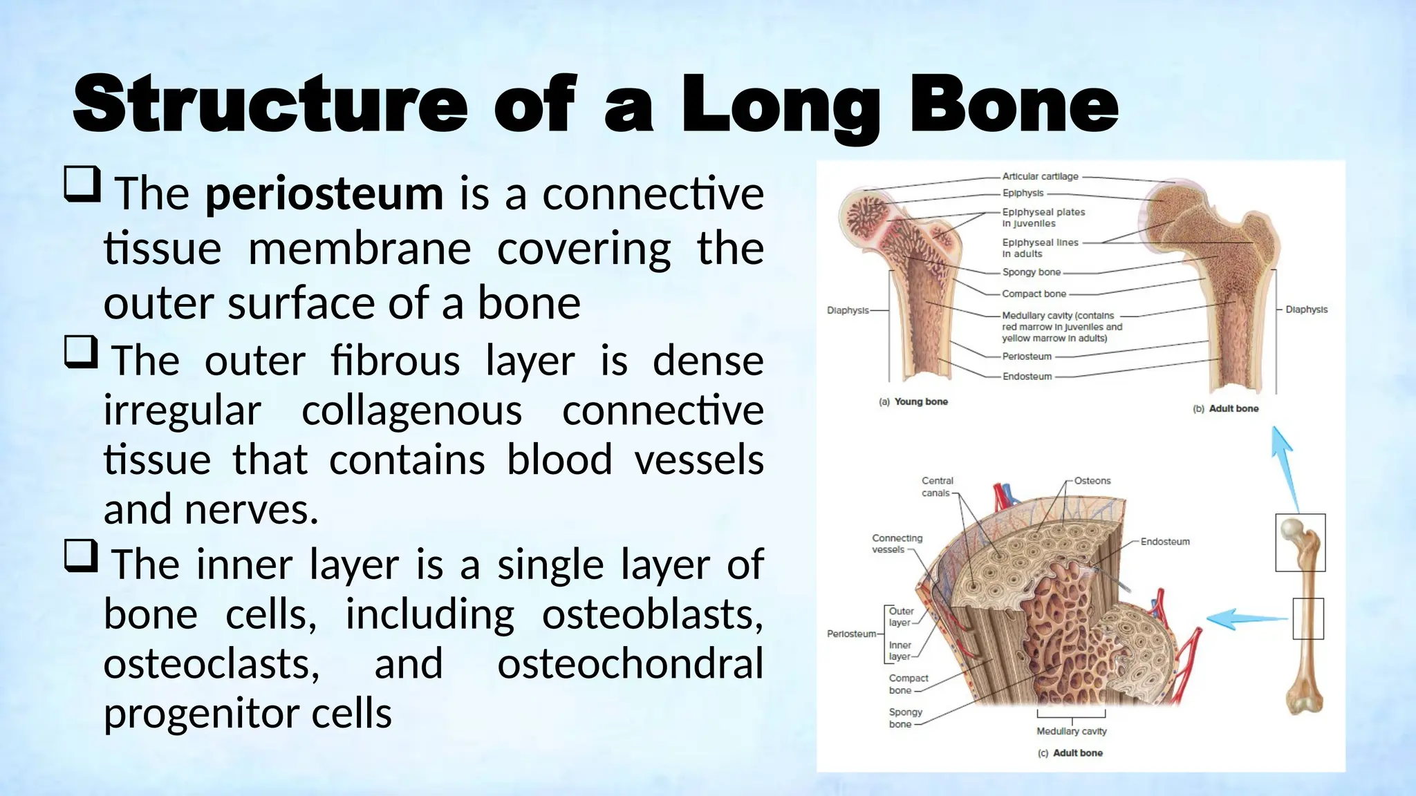 Structure of a Long Bone
 The periosteum is a connective
tissue membrane covering the
outer surface of a bone
 The outer fibrous layer is dense
irregular collagenous connective
tissue that contains blood vessels
and nerves.
 The inner layer is a single layer of
bone cells, including osteoblasts,
osteoclasts, and osteochondral
progenitor cells
 