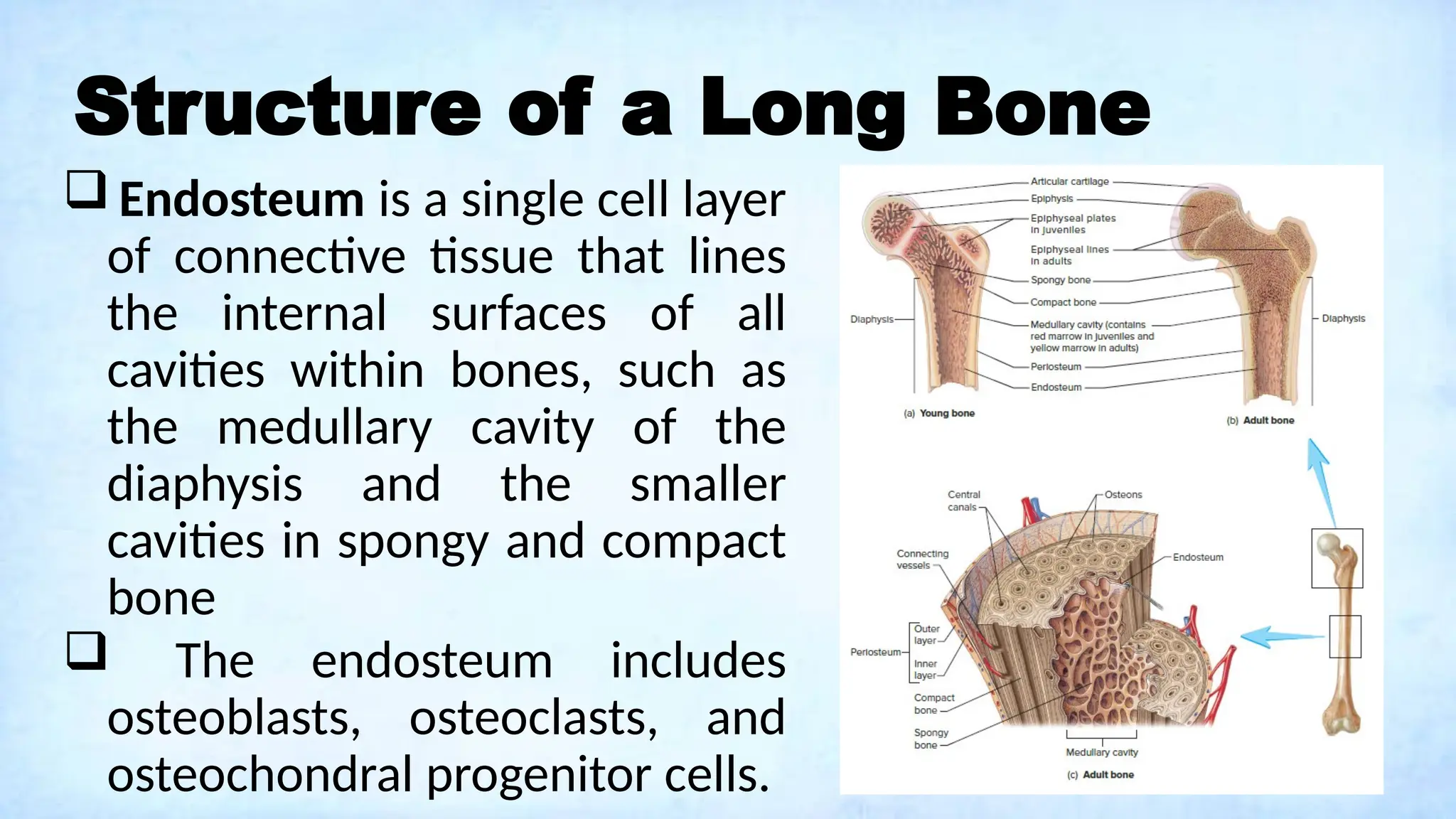 Structure of a Long Bone
 Endosteum is a single cell layer
of connective tissue that lines
the internal surfaces of all
cavities within bones, such as
the medullary cavity of the
diaphysis and the smaller
cavities in spongy and compact
bone
 The endosteum includes
osteoblasts, osteoclasts, and
osteochondral progenitor cells.
 