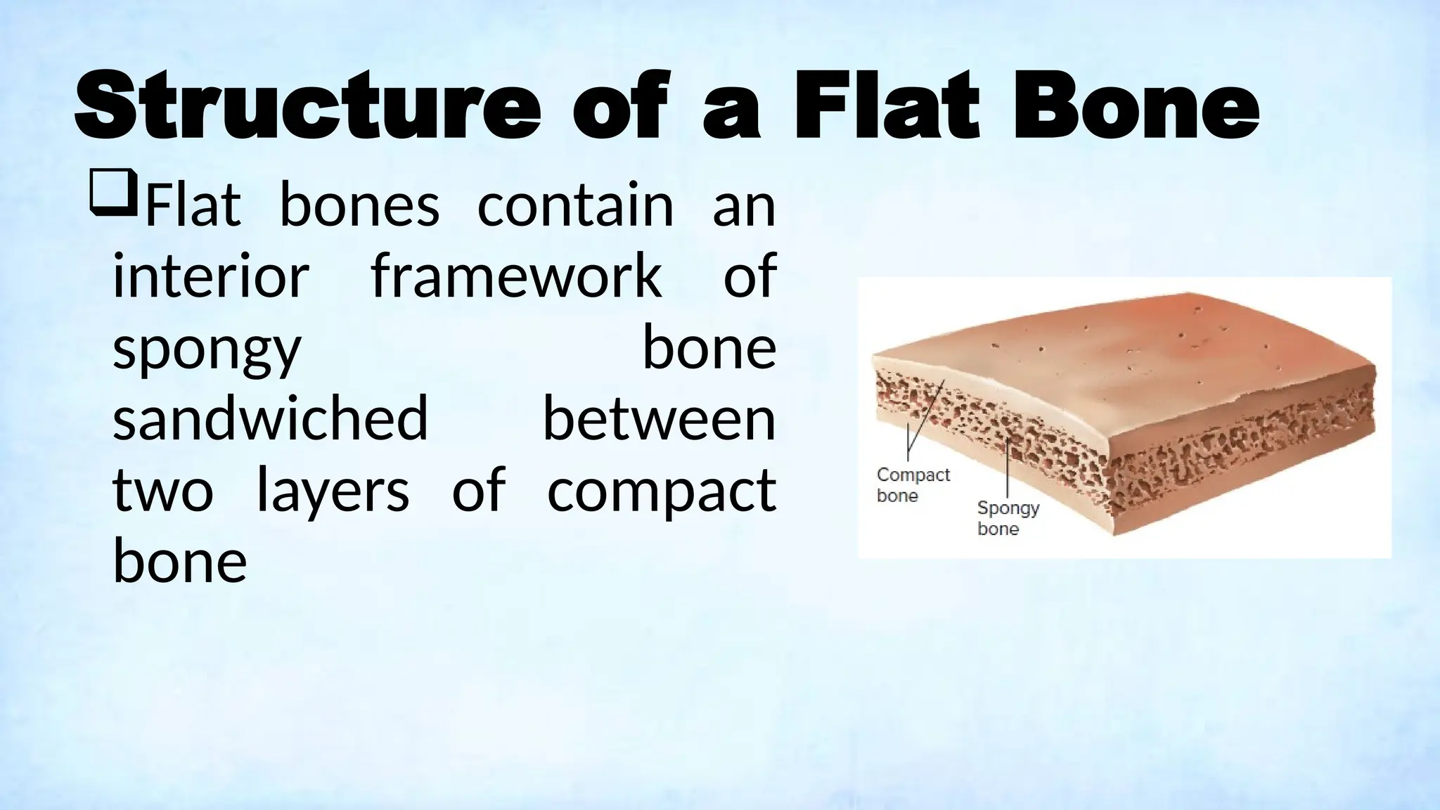 Structure of a Flat Bone
Flat bones contain an
interior framework of
spongy bone
sandwiched between
two layers of compact
bone
 