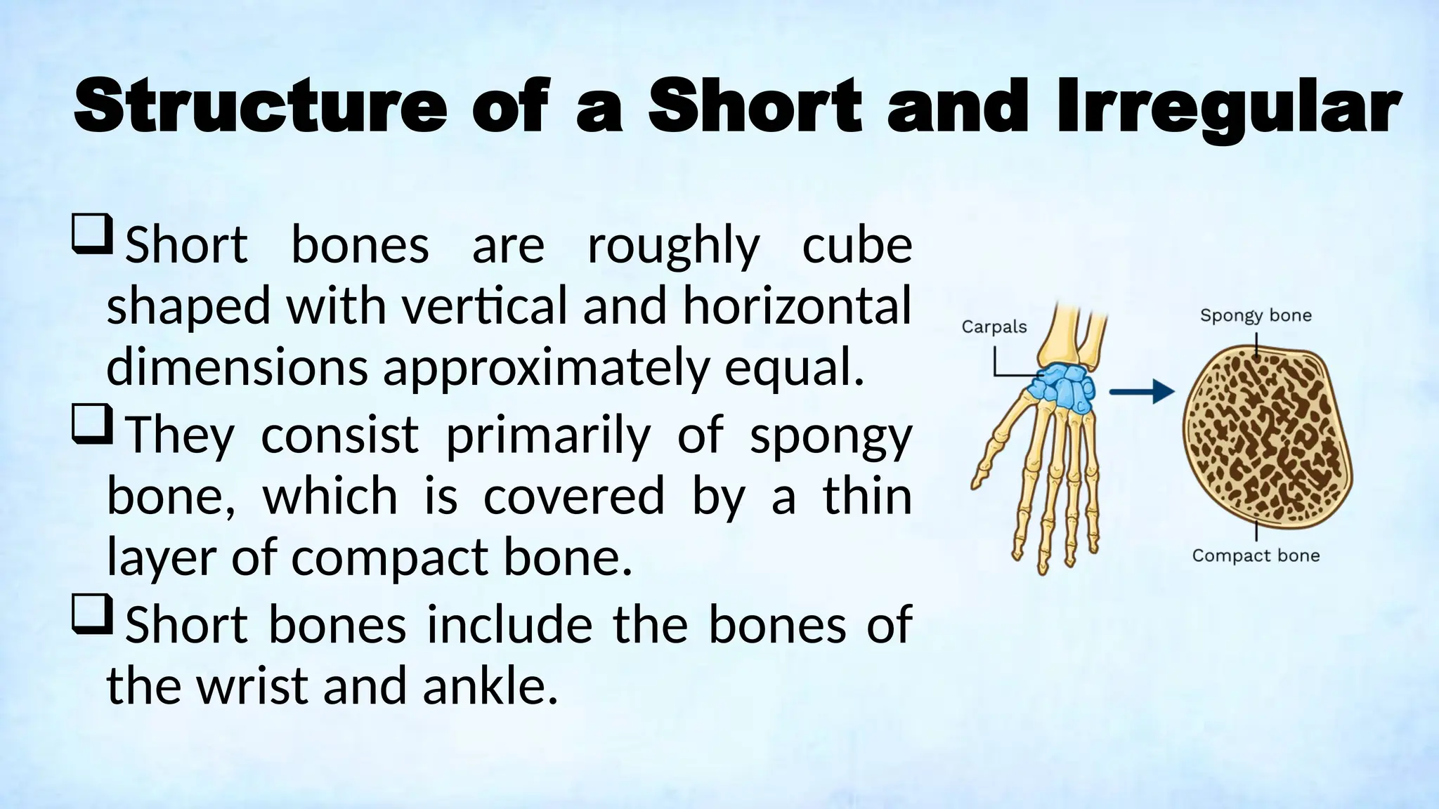 Structure of a Short and Irregular
Short bones are roughly cube
shaped with vertical and horizontal
dimensions approximately equal.
They consist primarily of spongy
bone, which is covered by a thin
layer of compact bone.
Short bones include the bones of
the wrist and ankle.
 