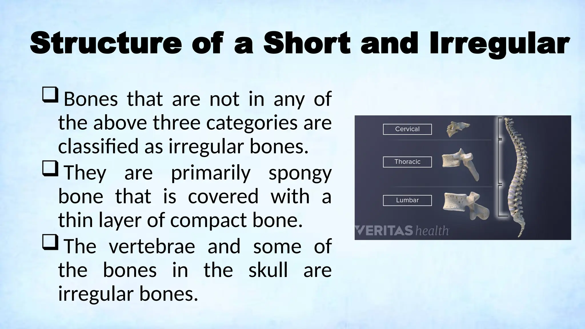 Structure of a Short and Irregular
Bones that are not in any of
the above three categories are
classified as irregular bones.
They are primarily spongy
bone that is covered with a
thin layer of compact bone.
The vertebrae and some of
the bones in the skull are
irregular bones.
 