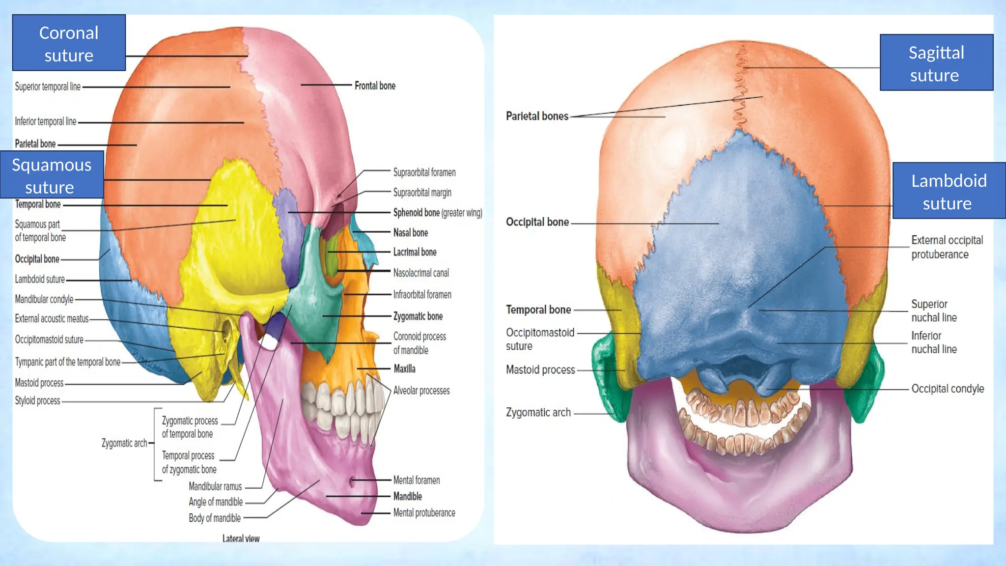 Coronal
suture Sagittal
suture
Lambdoid
suture
Squamous
suture
 