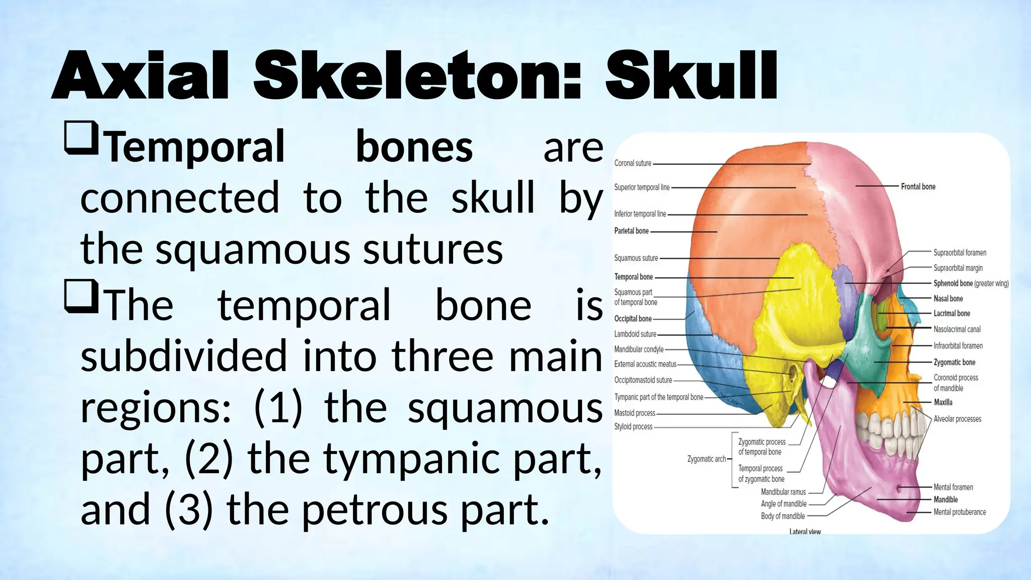 Axial Skeleton: Skull
Temporal bones are
connected to the skull by
the squamous sutures
The temporal bone is
subdivided into three main
regions: (1) the squamous
part, (2) the tympanic part,
and (3) the petrous part.
 