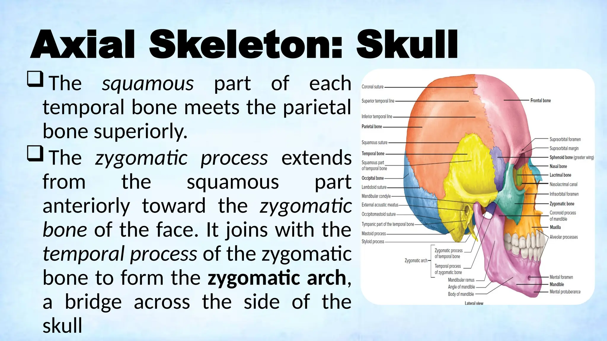 Axial Skeleton: Skull
The squamous part of each
temporal bone meets the parietal
bone superiorly.
The zygomatic process extends
from the squamous part
anteriorly toward the zygomatic
bone of the face. It joins with the
temporal process of the zygomatic
bone to form the zygomatic arch,
a bridge across the side of the
skull
 