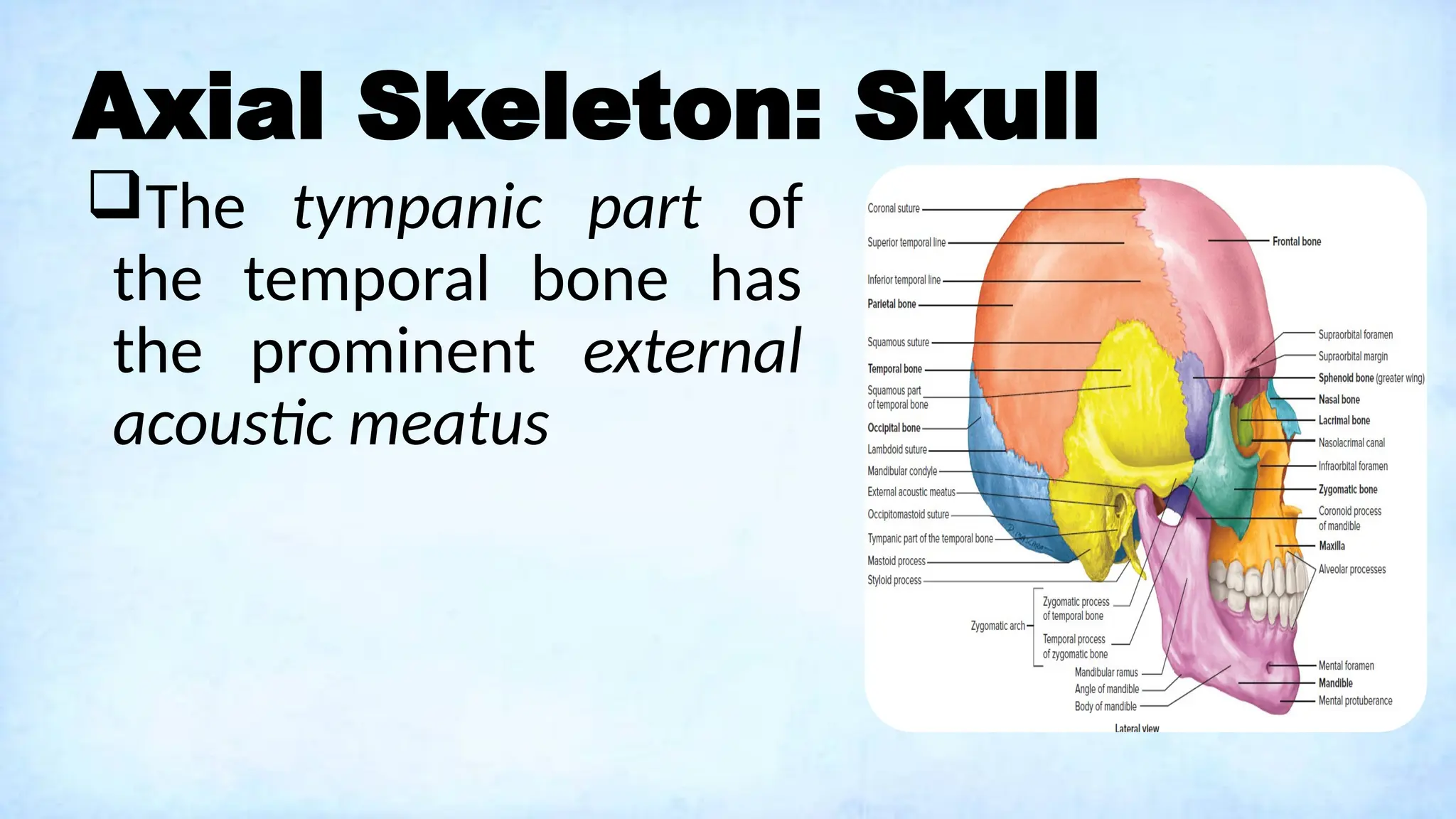 Axial Skeleton: Skull
The tympanic part of
the temporal bone has
the prominent external
acoustic meatus
 