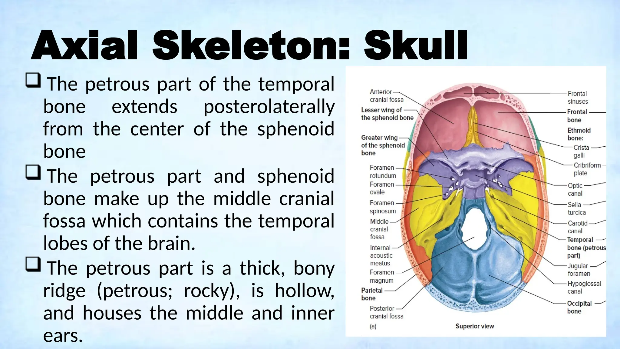 Axial Skeleton: Skull
 The petrous part of the temporal
bone extends posterolaterally
from the center of the sphenoid
bone
 The petrous part and sphenoid
bone make up the middle cranial
fossa which contains the temporal
lobes of the brain.
 The petrous part is a thick, bony
ridge (petrous; rocky), is hollow,
and houses the middle and inner
ears.
 