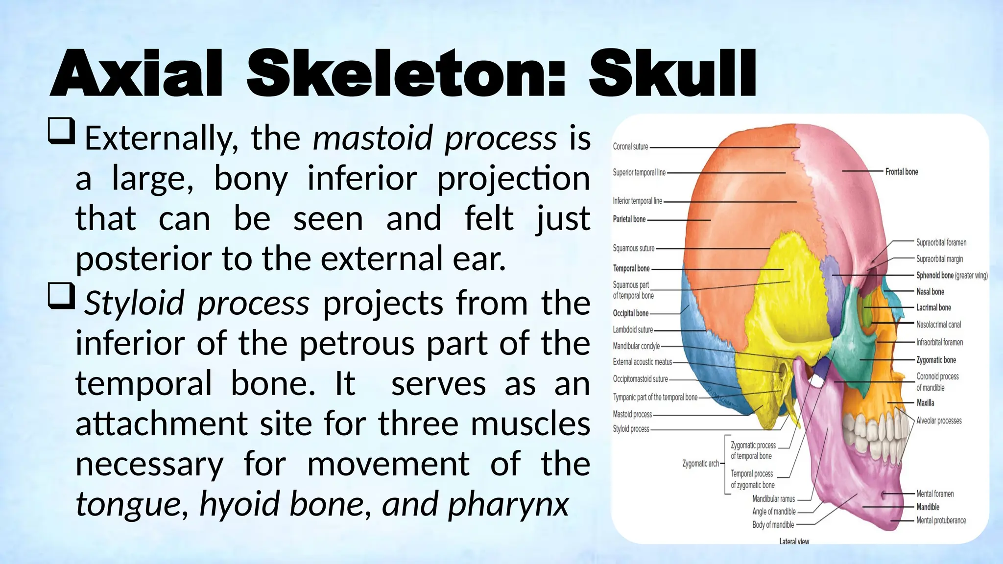 Axial Skeleton: Skull
 Externally, the mastoid process is
a large, bony inferior projection
that can be seen and felt just
posterior to the external ear.
 Styloid process projects from the
inferior of the petrous part of the
temporal bone. It serves as an
attachment site for three muscles
necessary for movement of the
tongue, hyoid bone, and pharynx
 