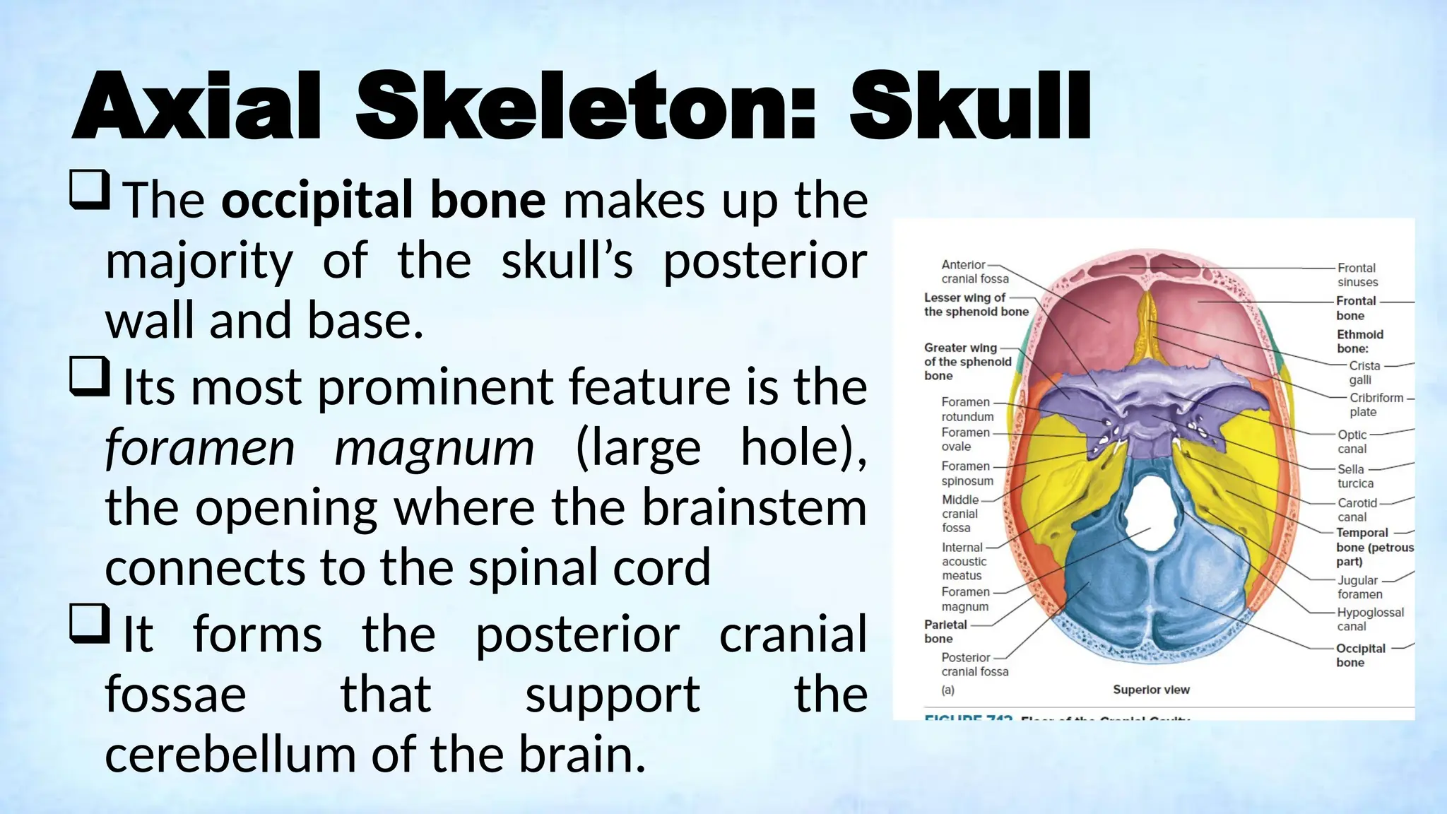 Axial Skeleton: Skull
The occipital bone makes up the
majority of the skull’s posterior
wall and base.
Its most prominent feature is the
foramen magnum (large hole),
the opening where the brainstem
connects to the spinal cord
It forms the posterior cranial
fossae that support the
cerebellum of the brain.
 