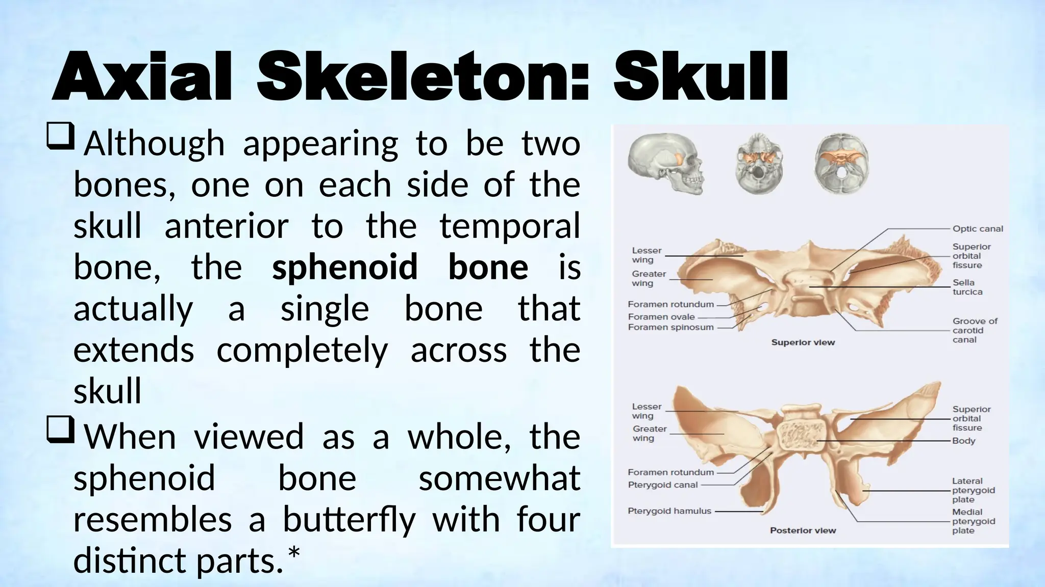 Axial Skeleton: Skull
Although appearing to be two
bones, one on each side of the
skull anterior to the temporal
bone, the sphenoid bone is
actually a single bone that
extends completely across the
skull
When viewed as a whole, the
sphenoid bone somewhat
resembles a butterfly with four
distinct parts.*
 