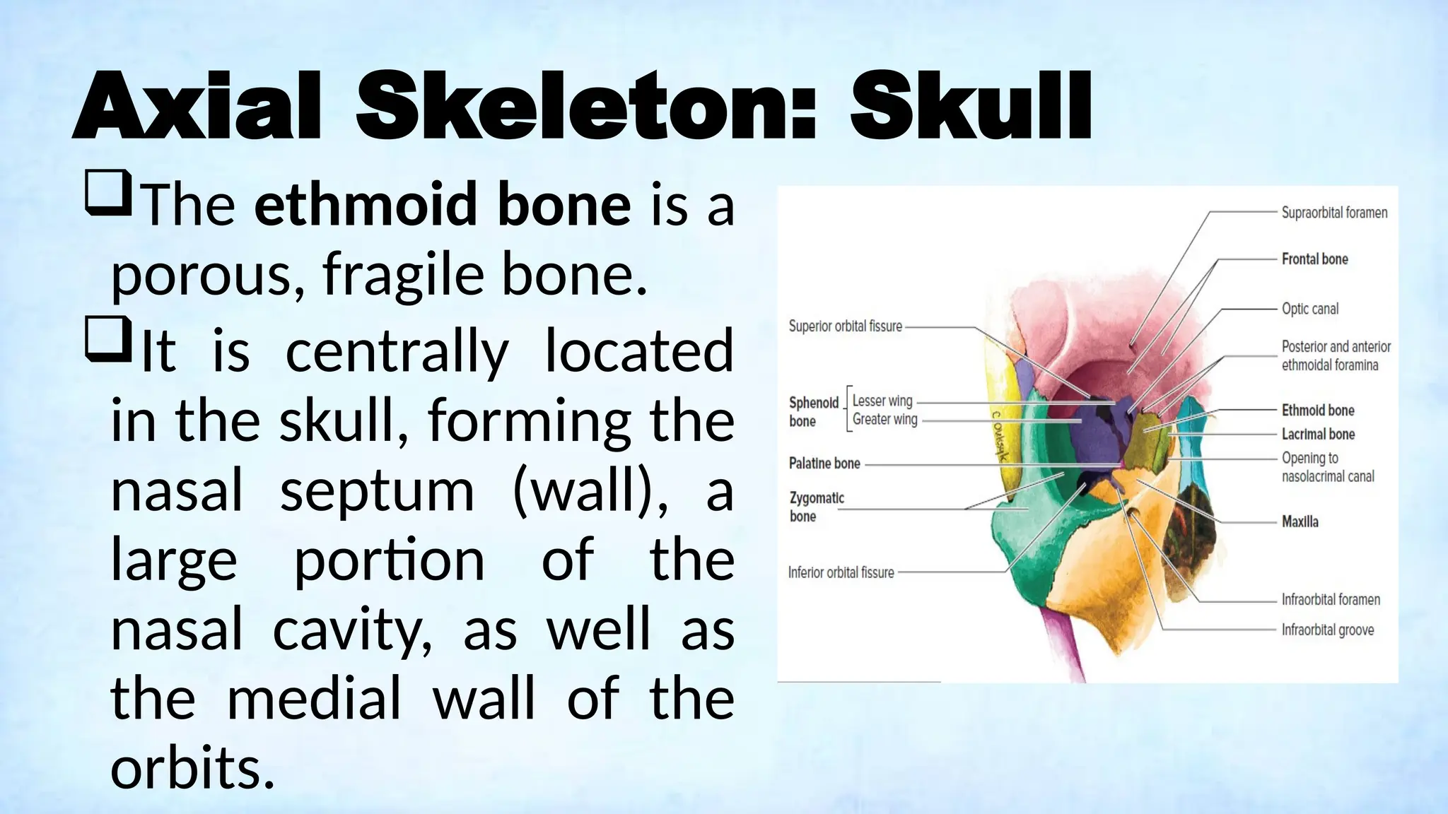 Axial Skeleton: Skull
The ethmoid bone is a
porous, fragile bone.
It is centrally located
in the skull, forming the
nasal septum (wall), a
large portion of the
nasal cavity, as well as
the medial wall of the
orbits.
 