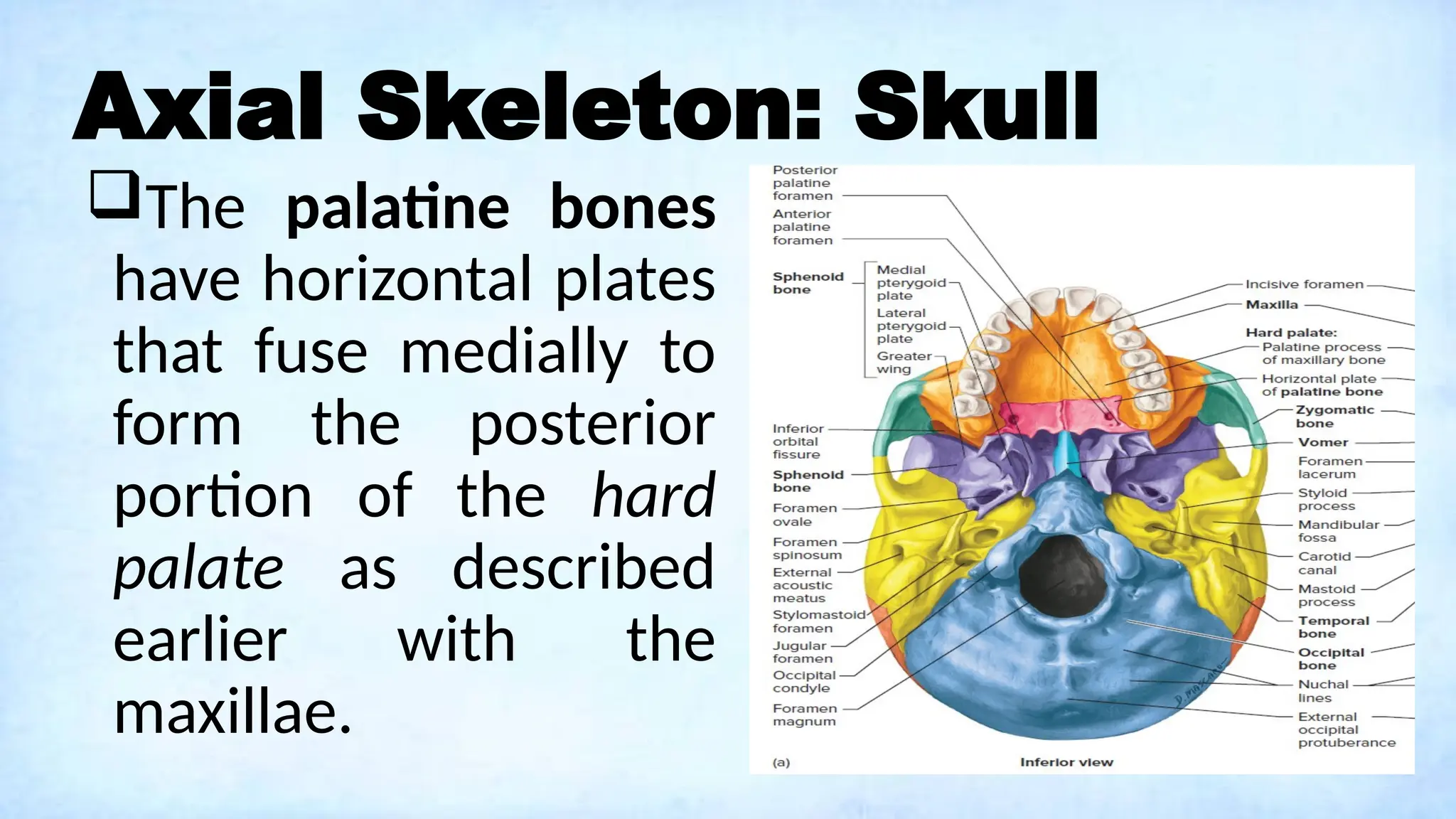 Axial Skeleton: Skull
The palatine bones
have horizontal plates
that fuse medially to
form the posterior
portion of the hard
palate as described
earlier with the
maxillae.
 