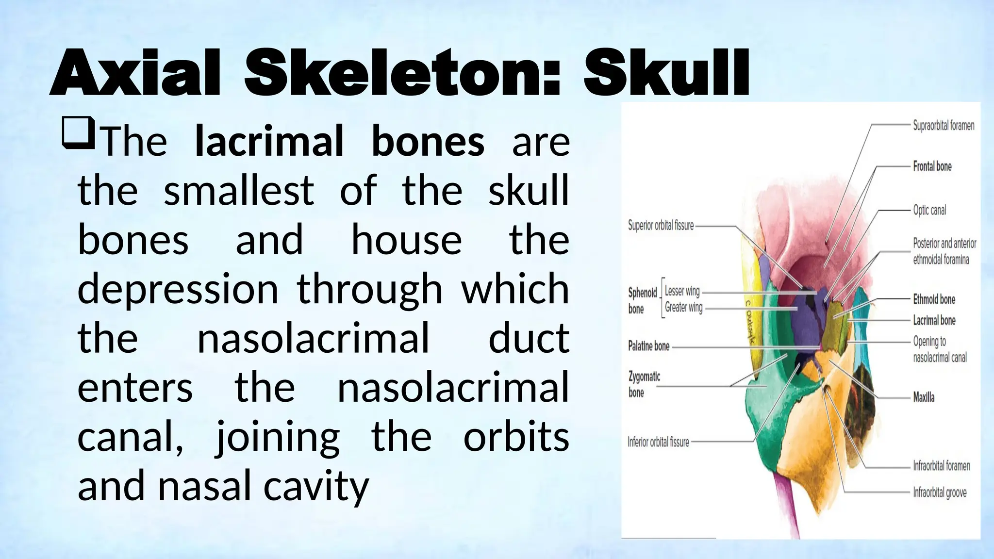 Axial Skeleton: Skull
The lacrimal bones are
the smallest of the skull
bones and house the
depression through which
the nasolacrimal duct
enters the nasolacrimal
canal, joining the orbits
and nasal cavity
 