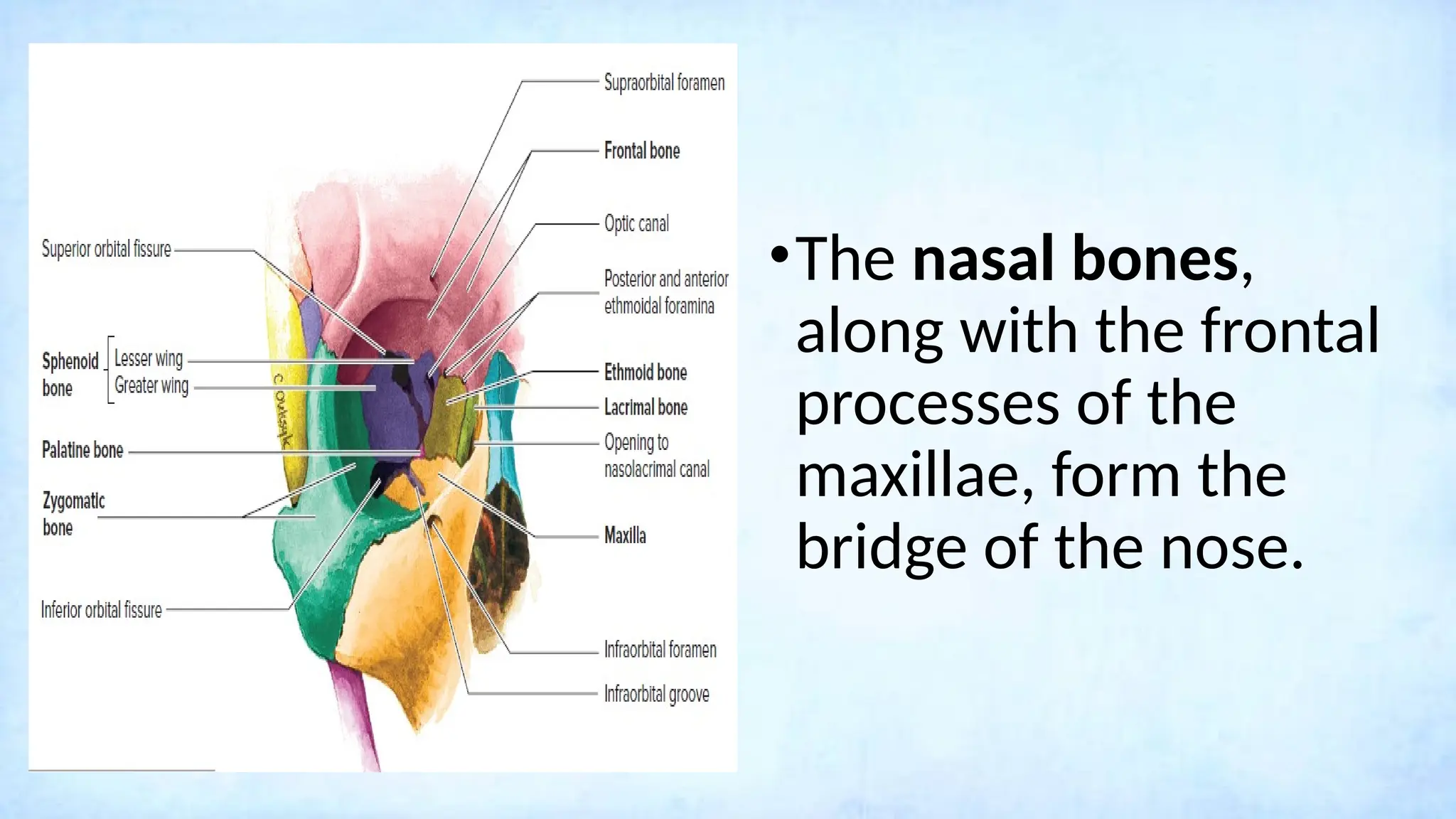 •The nasal bones,
along with the frontal
processes of the
maxillae, form the
bridge of the nose.
 