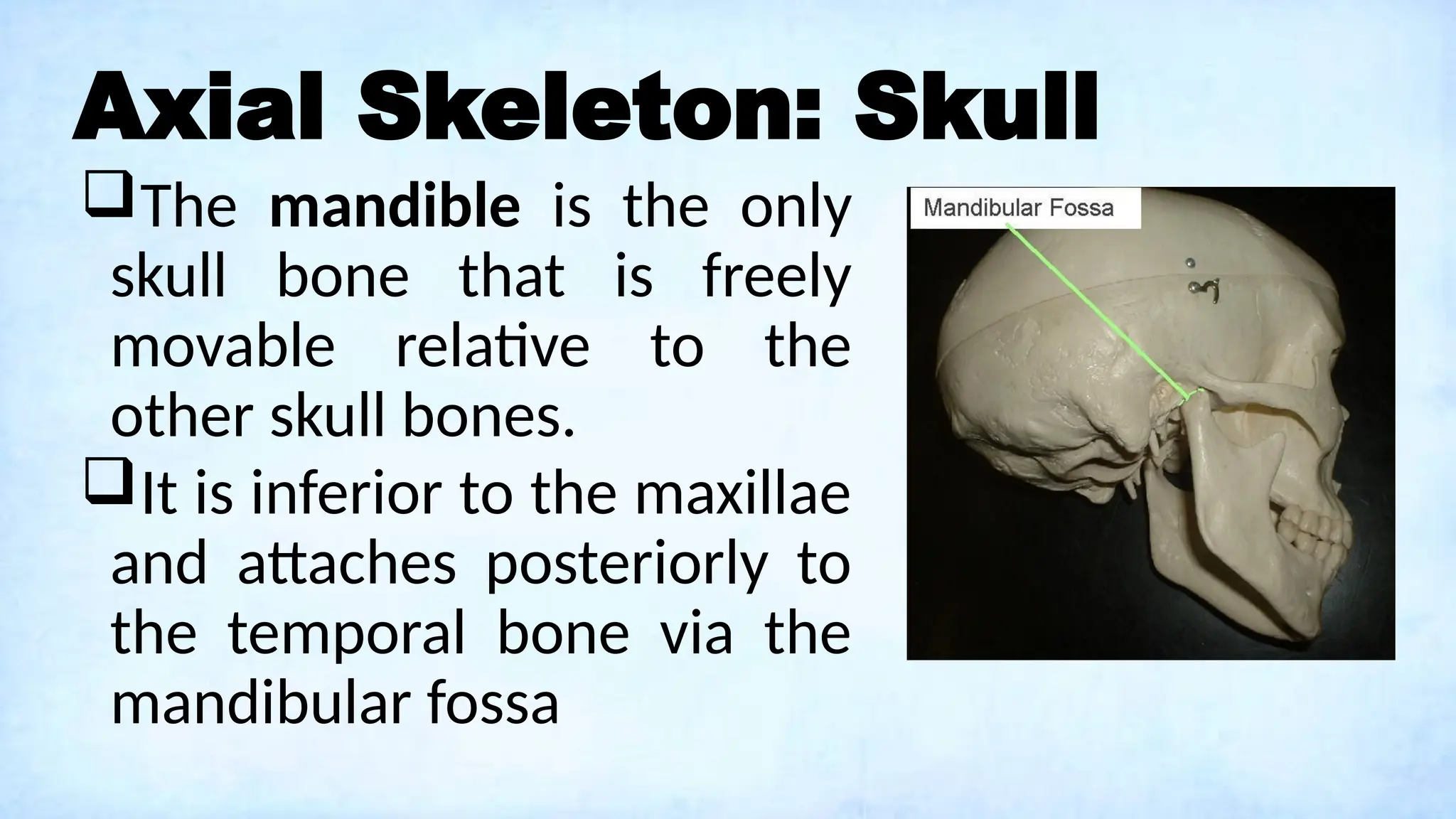 Axial Skeleton: Skull
The mandible is the only
skull bone that is freely
movable relative to the
other skull bones.
It is inferior to the maxillae
and attaches posteriorly to
the temporal bone via the
mandibular fossa
 