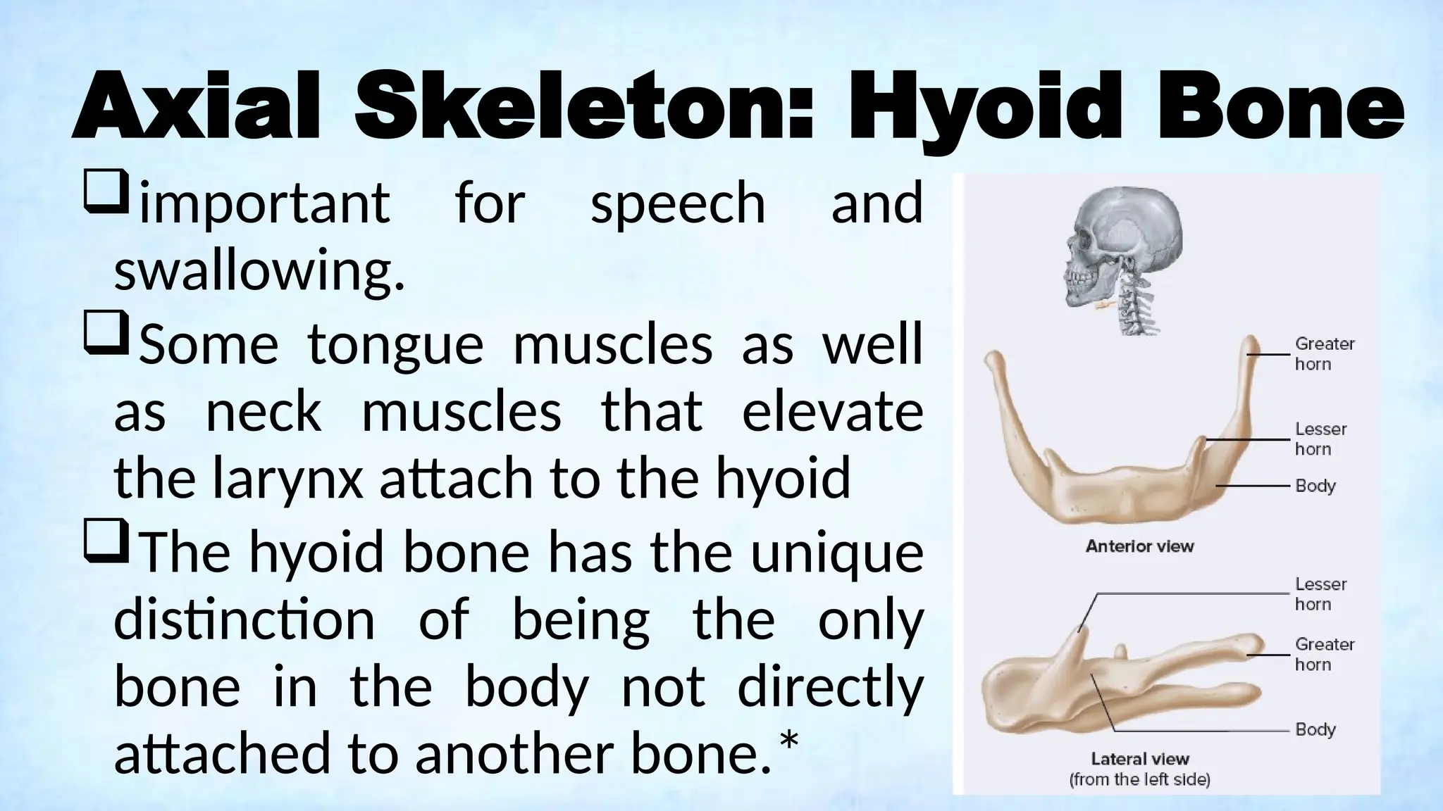 Axial Skeleton: Hyoid Bone
important for speech and
swallowing.
Some tongue muscles as well
as neck muscles that elevate
the larynx attach to the hyoid
The hyoid bone has the unique
distinction of being the only
bone in the body not directly
attached to another bone.*
 