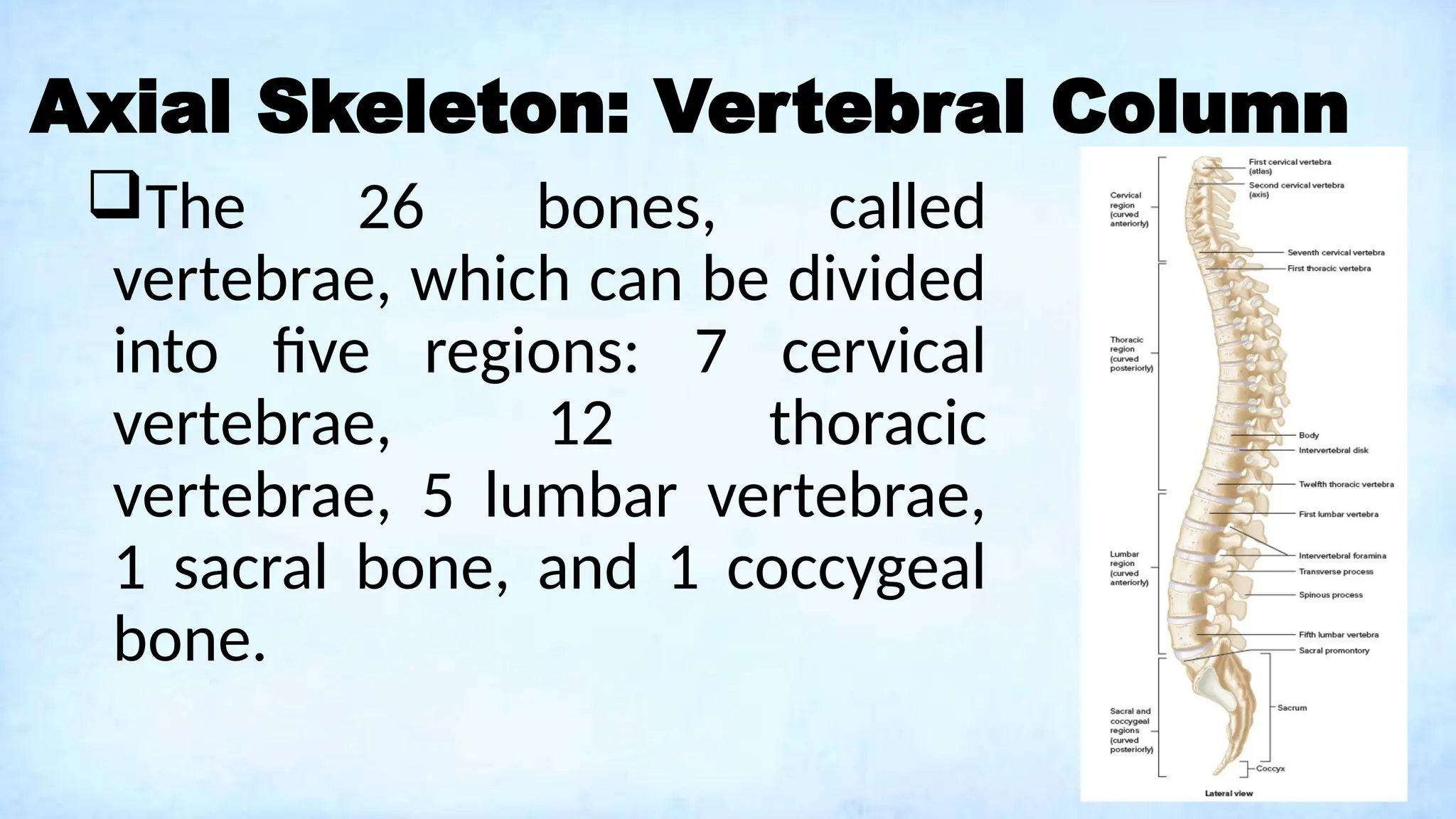 Axial Skeleton: Vertebral Column
The 26 bones, called
vertebrae, which can be divided
into five regions: 7 cervical
vertebrae, 12 thoracic
vertebrae, 5 lumbar vertebrae,
1 sacral bone, and 1 coccygeal
bone.
 