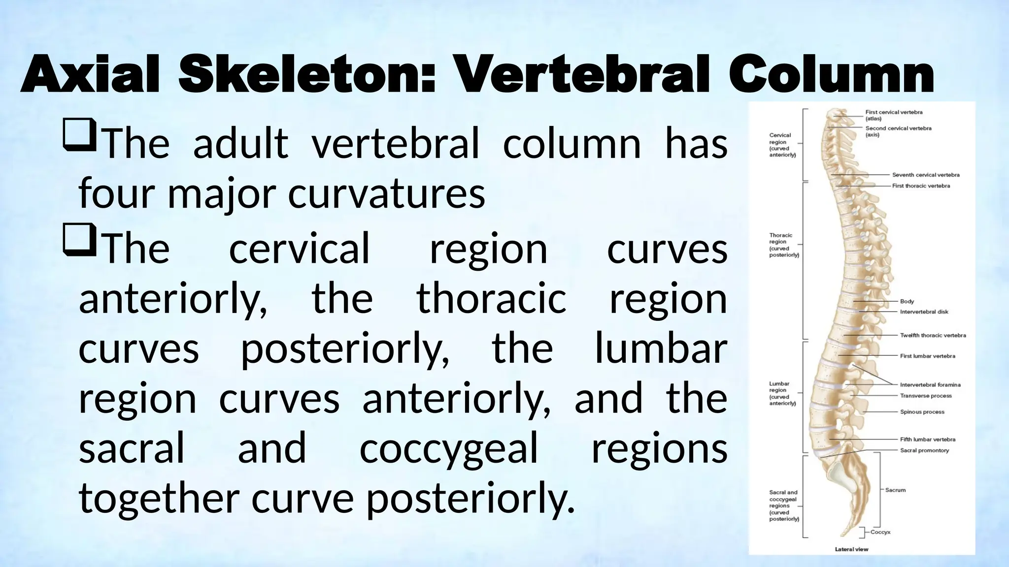 Axial Skeleton: Vertebral Column
The adult vertebral column has
four major curvatures
The cervical region curves
anteriorly, the thoracic region
curves posteriorly, the lumbar
region curves anteriorly, and the
sacral and coccygeal regions
together curve posteriorly.
 