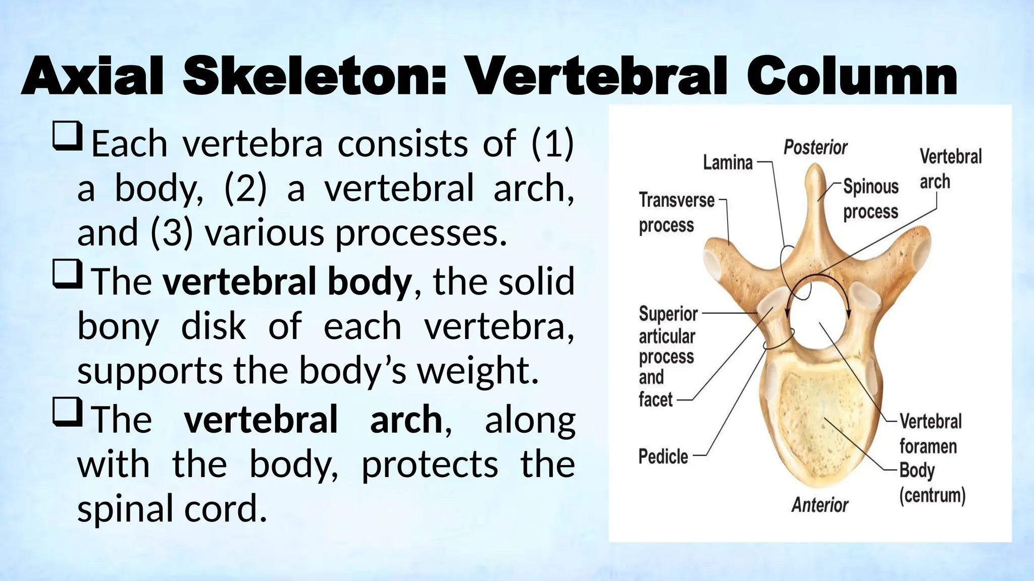 Axial Skeleton: Vertebral Column
Each vertebra consists of (1)
a body, (2) a vertebral arch,
and (3) various processes.
The vertebral body, the solid
bony disk of each vertebra,
supports the body’s weight.
The vertebral arch, along
with the body, protects the
spinal cord.
 