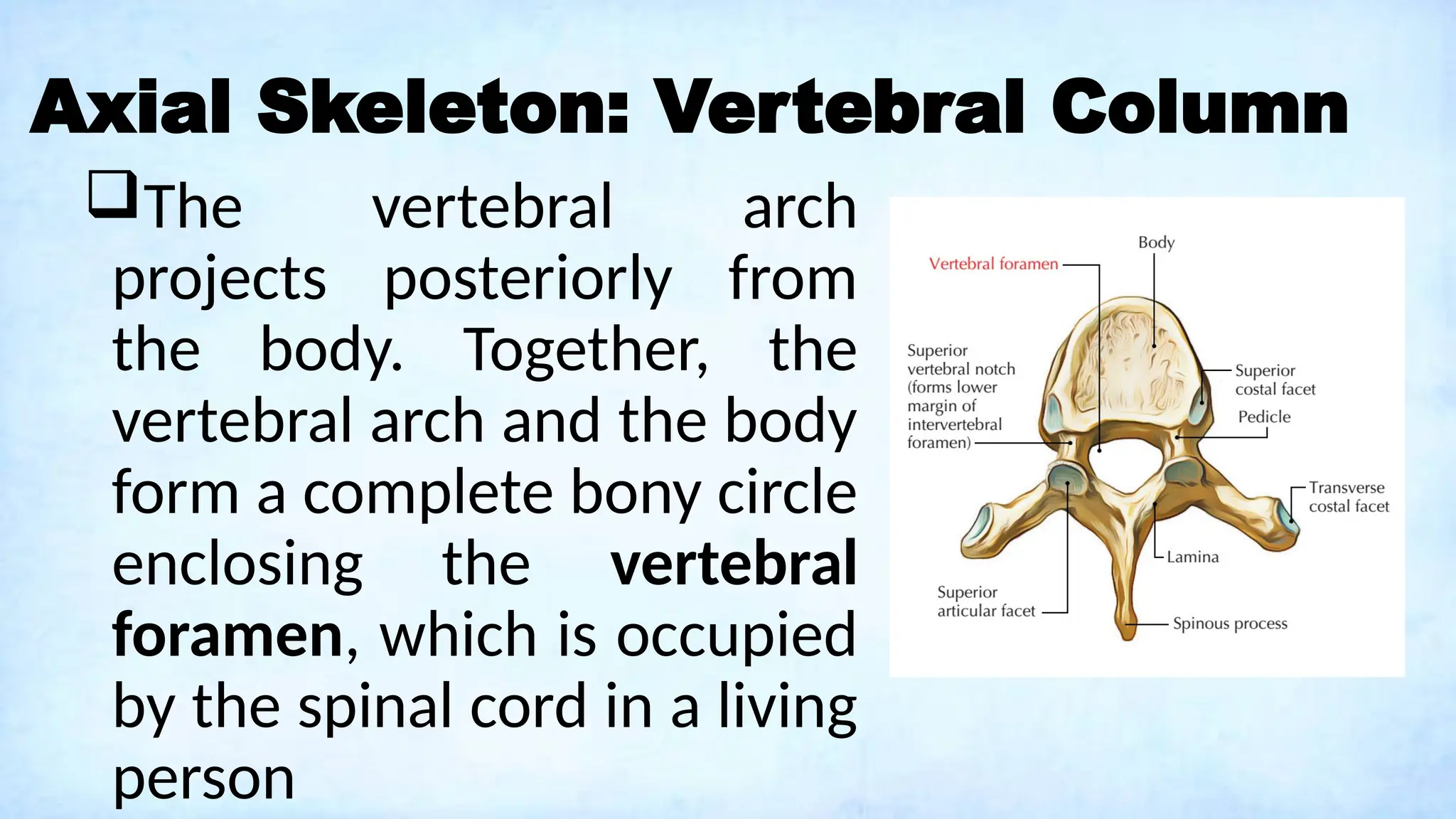 Axial Skeleton: Vertebral Column
The vertebral arch
projects posteriorly from
the body. Together, the
vertebral arch and the body
form a complete bony circle
enclosing the vertebral
foramen, which is occupied
by the spinal cord in a living
person
 