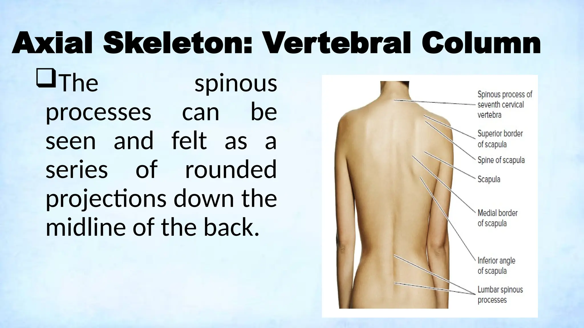 Axial Skeleton: Vertebral Column
The spinous
processes can be
seen and felt as a
series of rounded
projections down the
midline of the back.
 